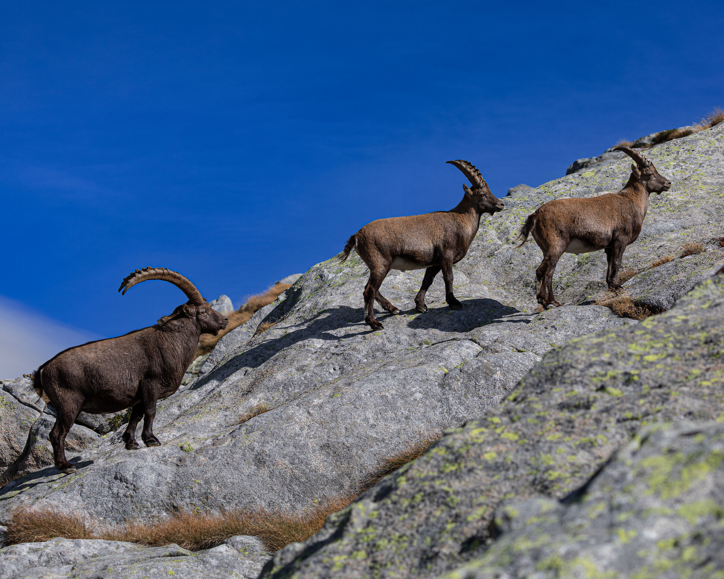 Gerarchia Ibex