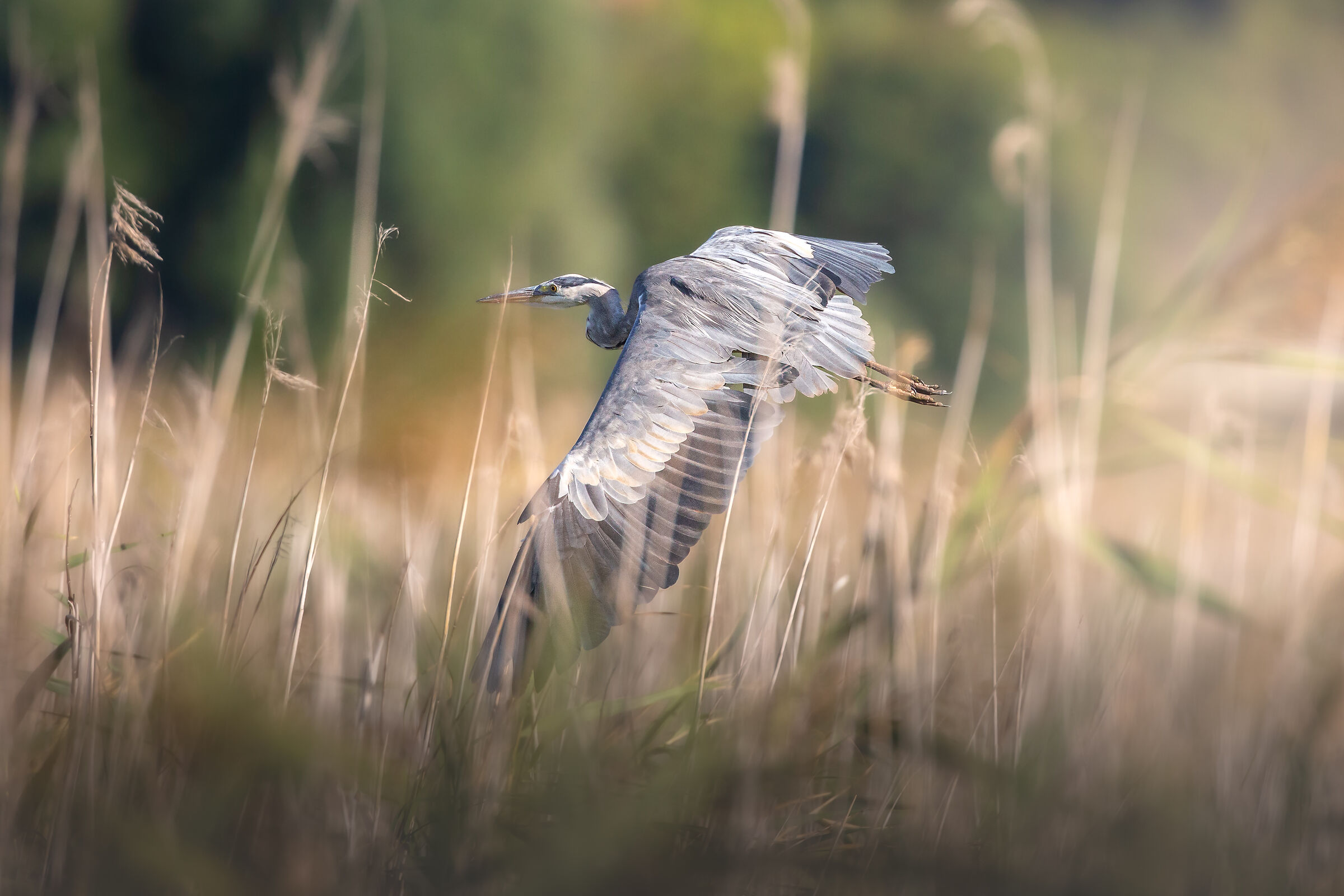 Cenerino in atterraggio