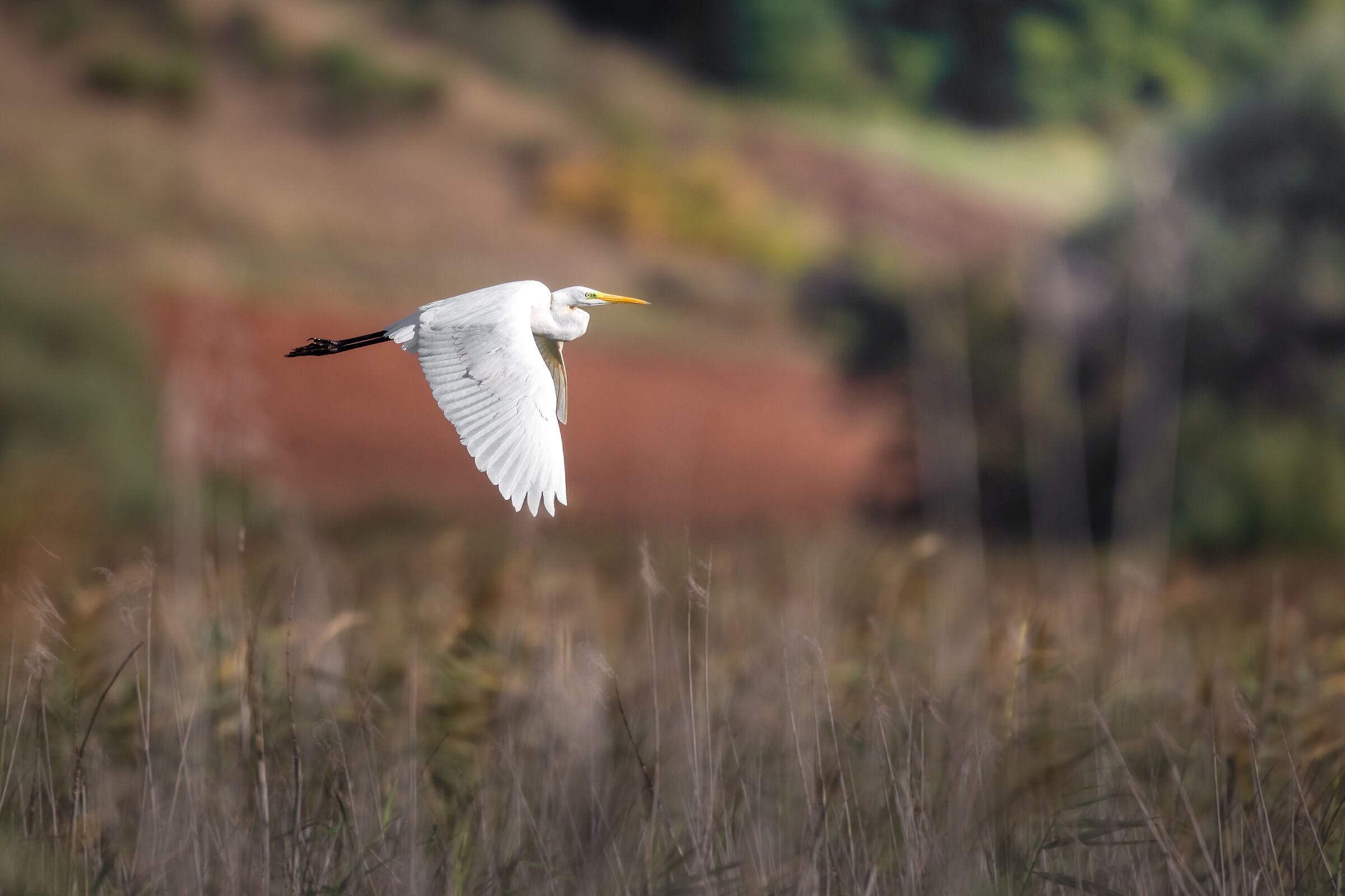 Bianco in volo al tramonto