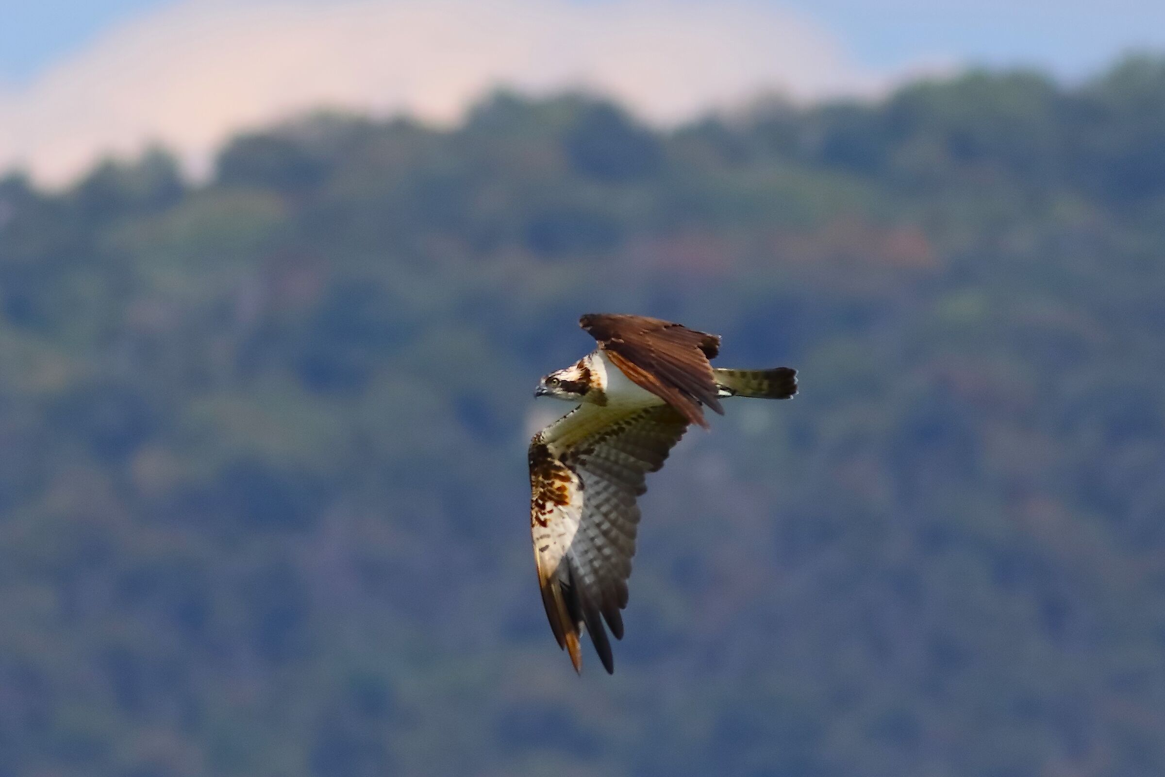 Falco pescatore 01-09-2023