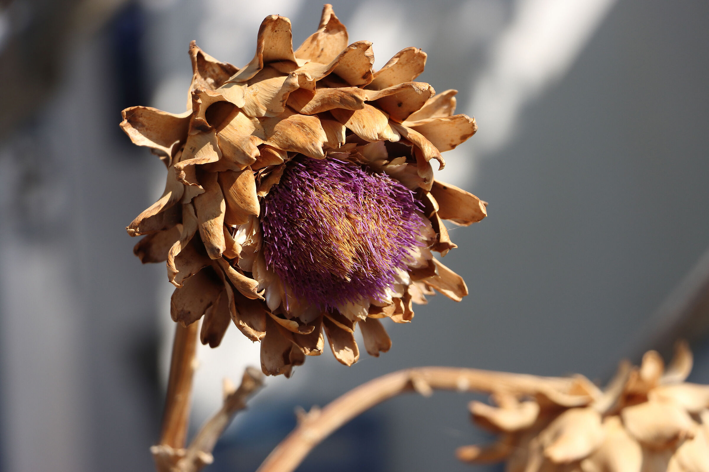 thistle with Kali Limni