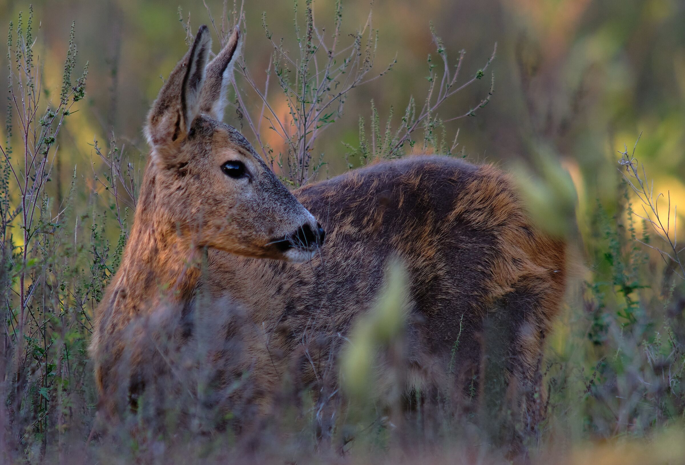 Baby deer