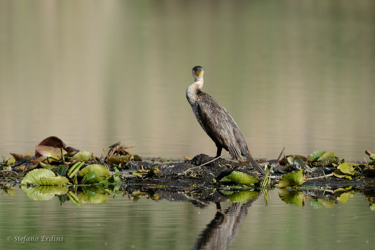 Cormorano