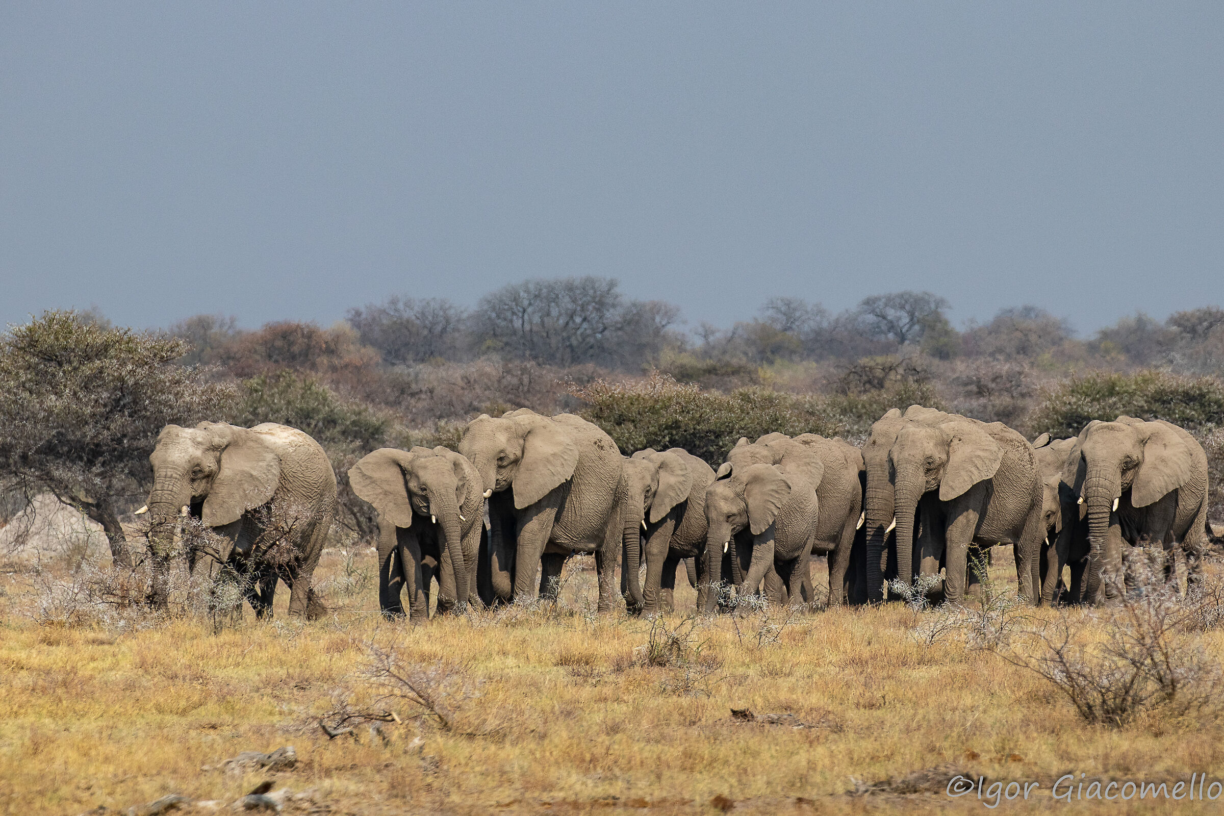 La marcia degli elefanti