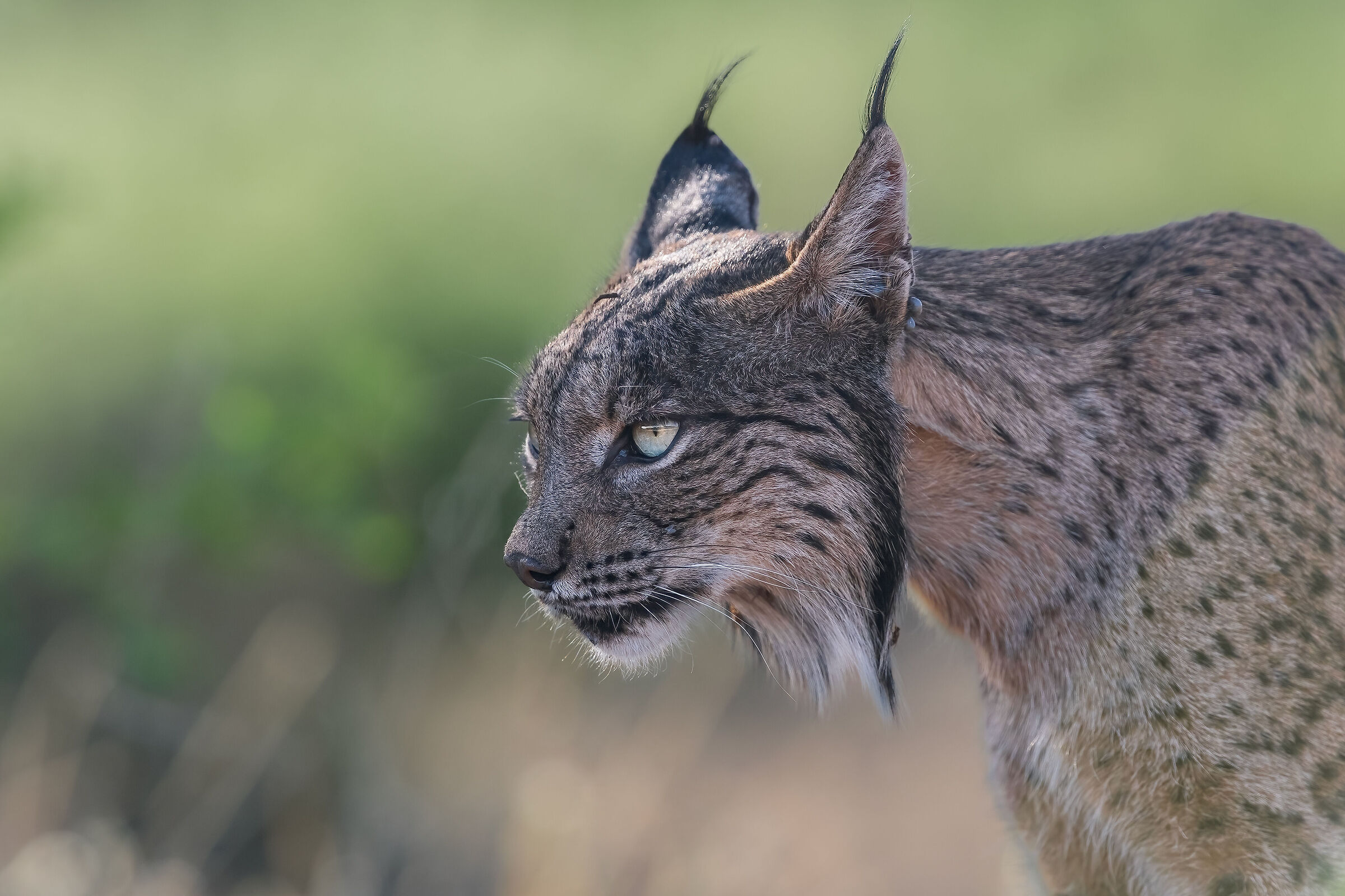 Perfil de Lince