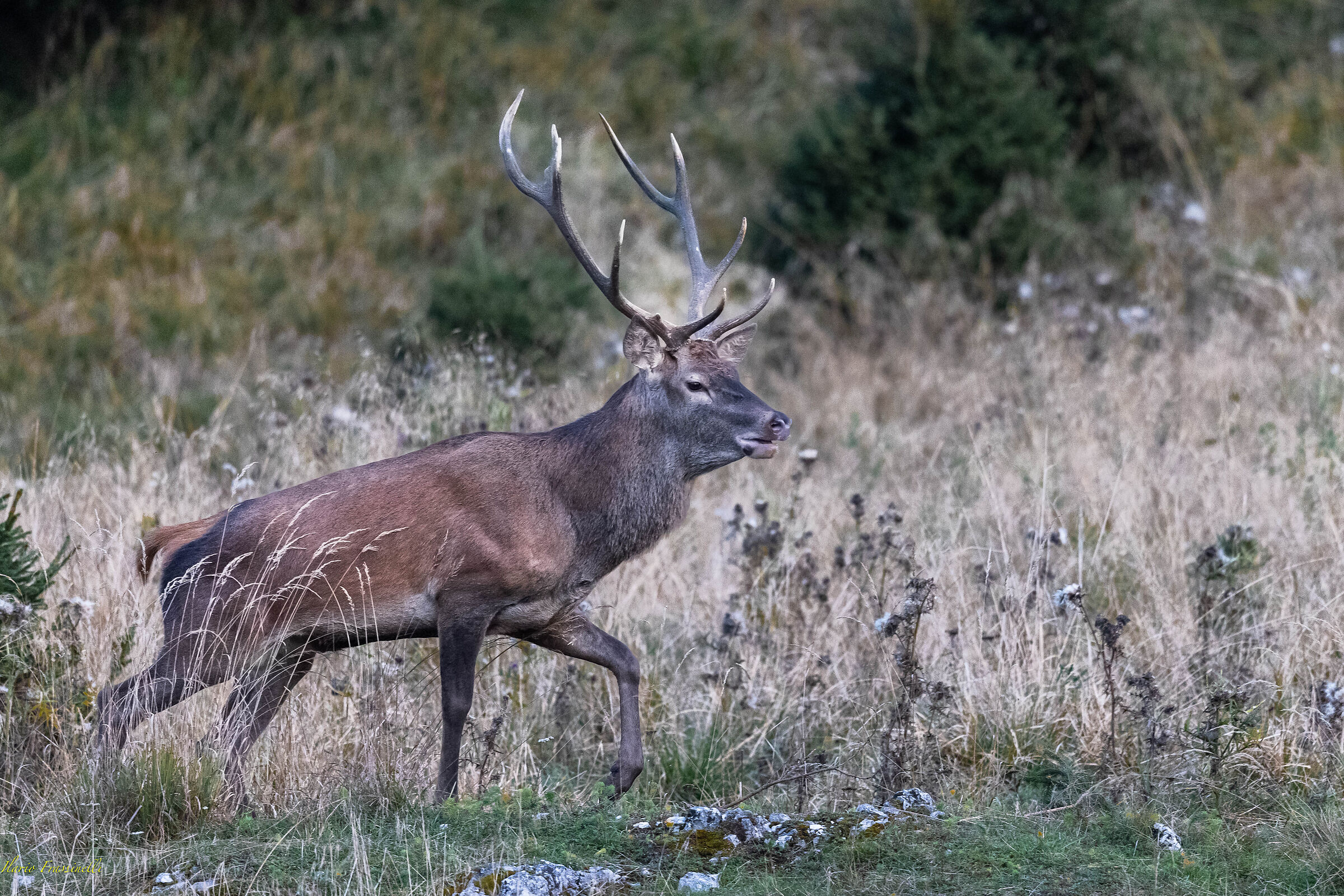 Deer