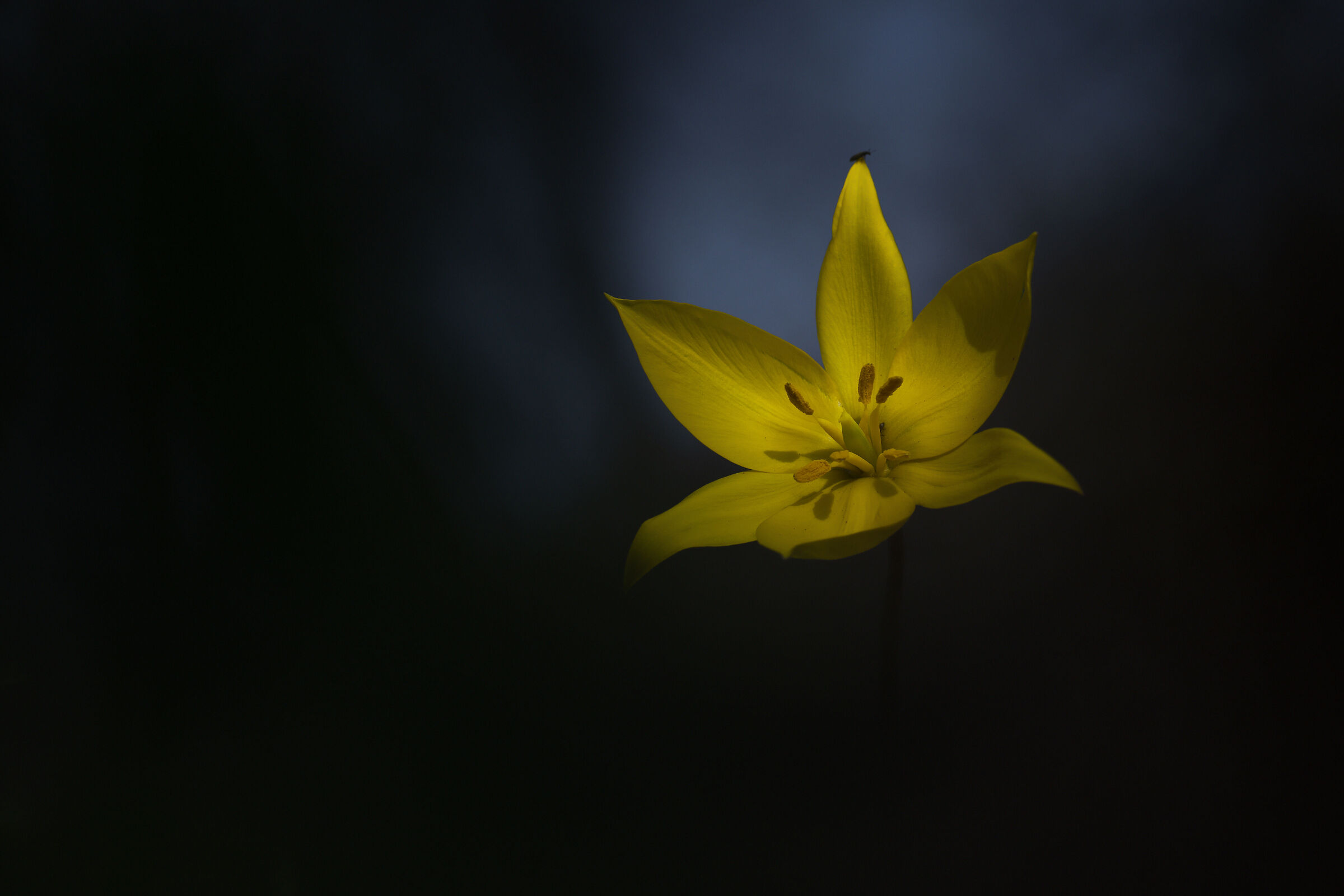 Tulipa sylvestris