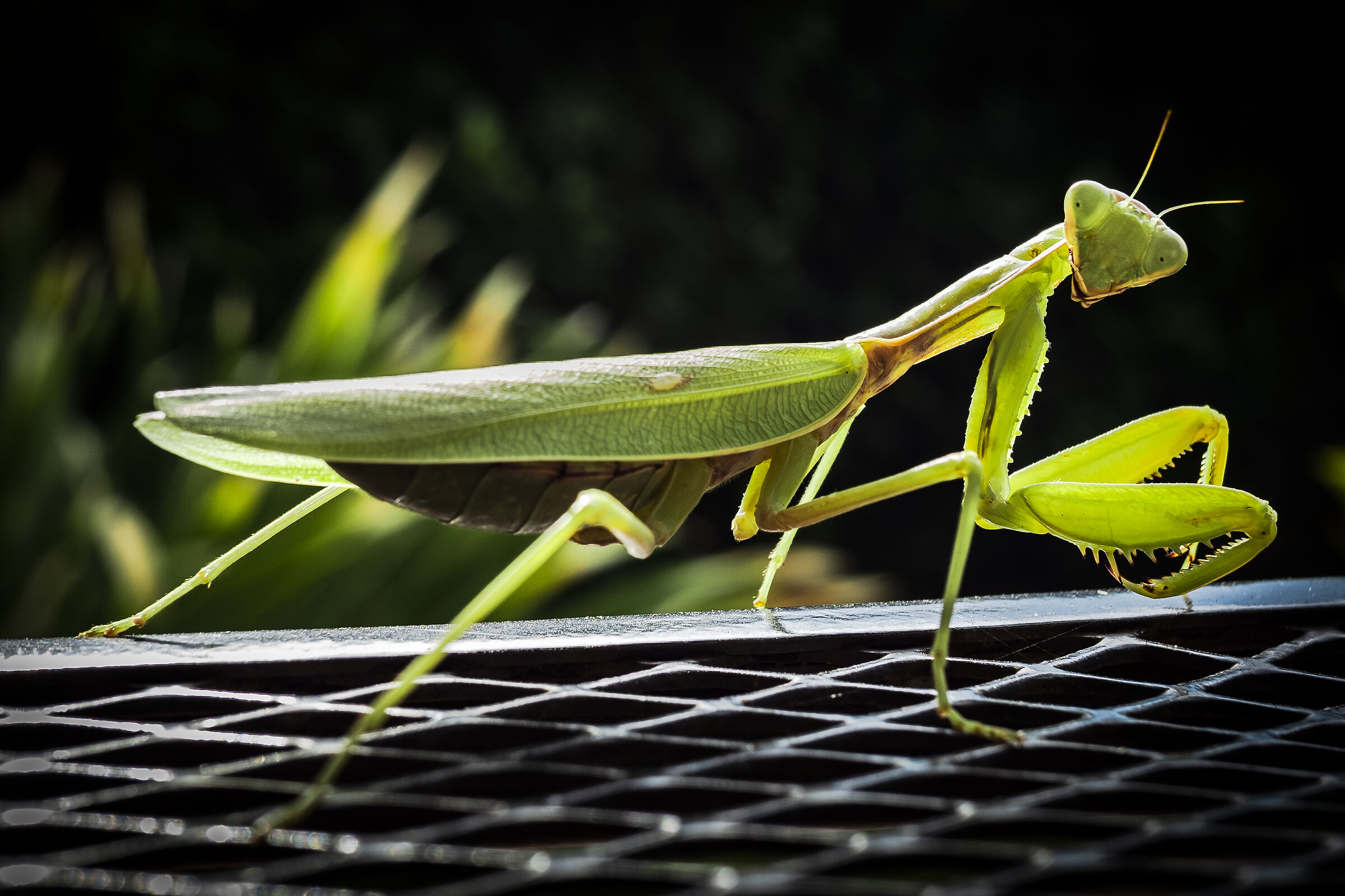 Curious mantis