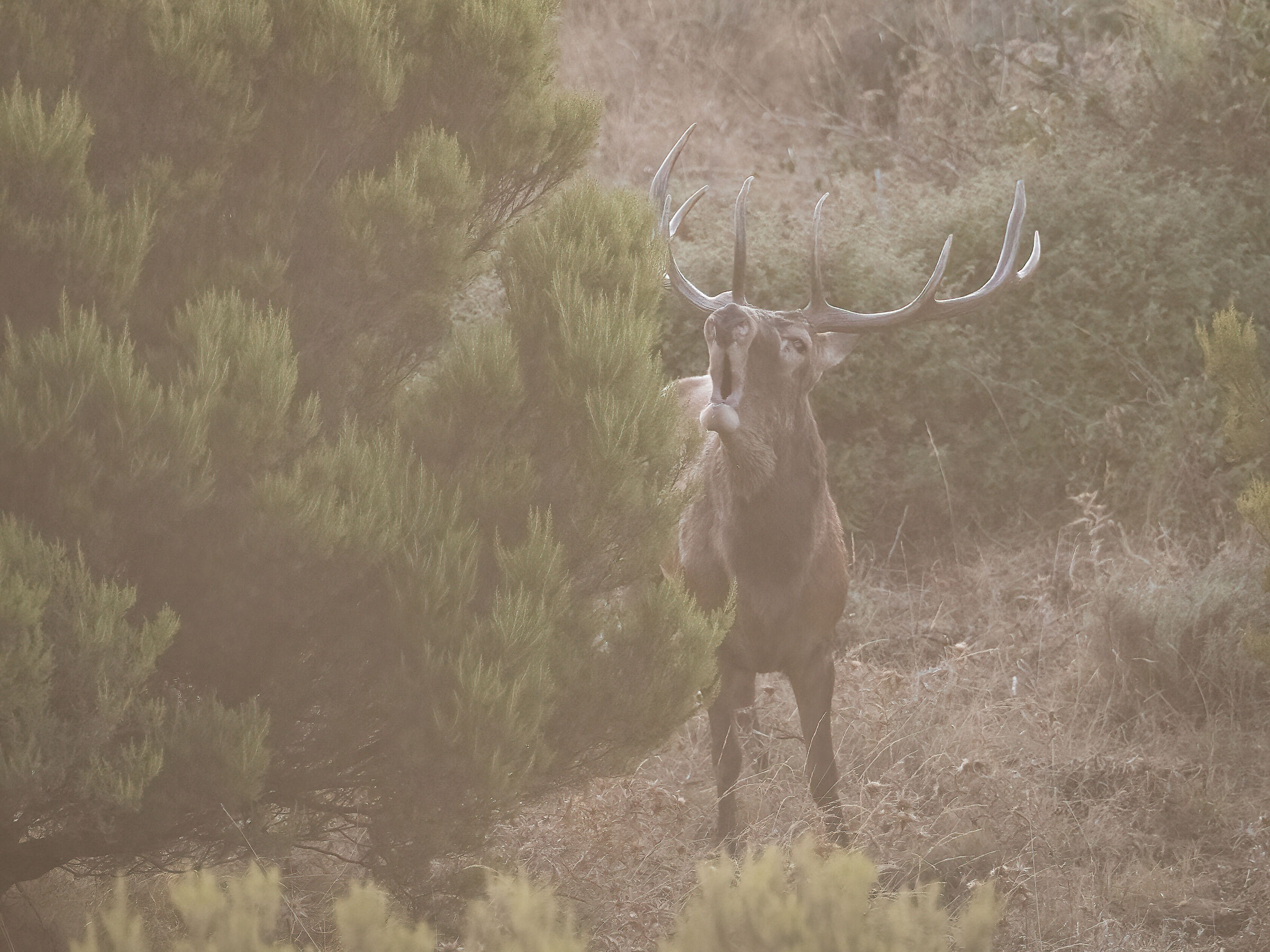il bramito del cervo sardo