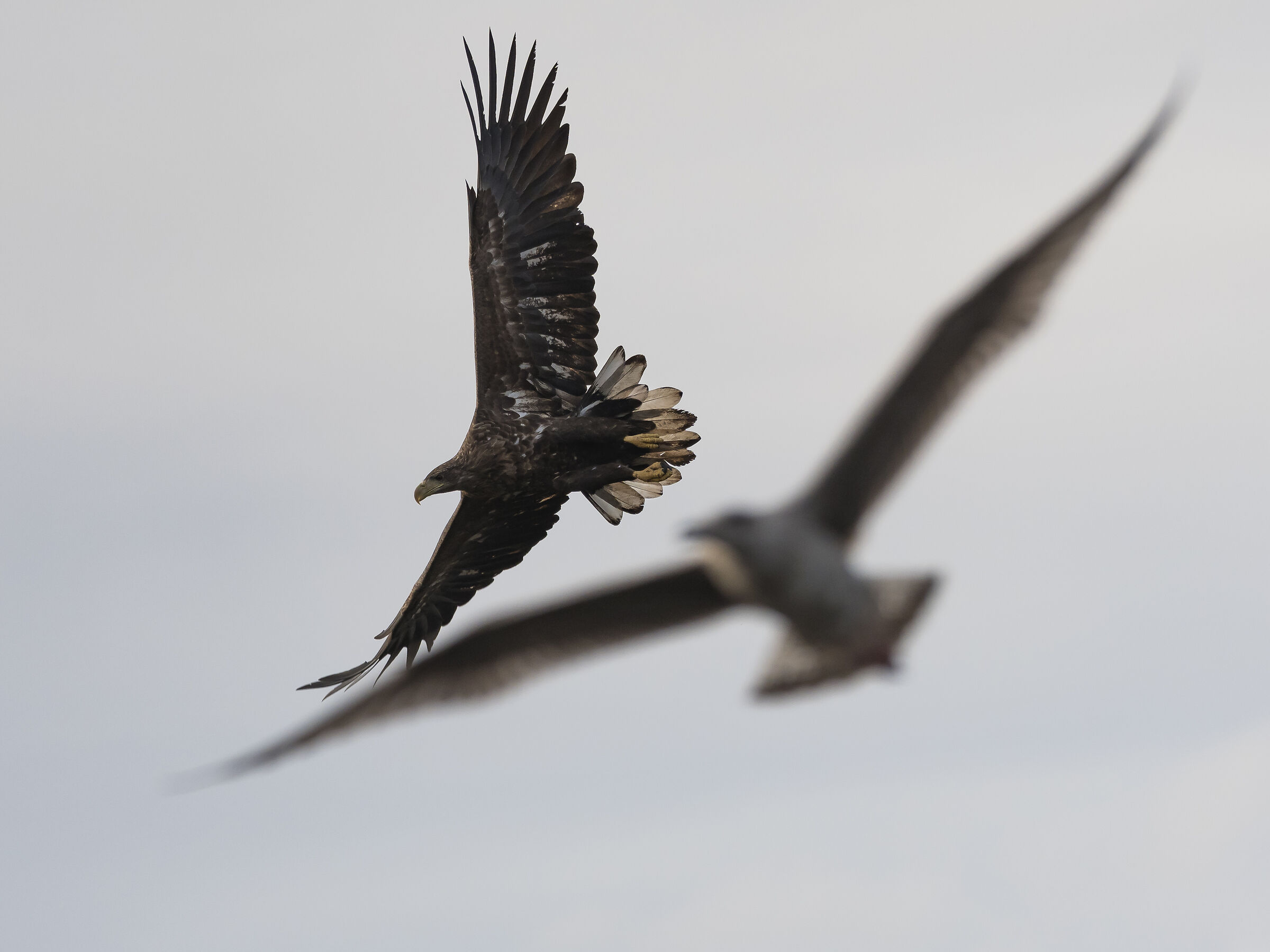 Aquila di mare coda bianca