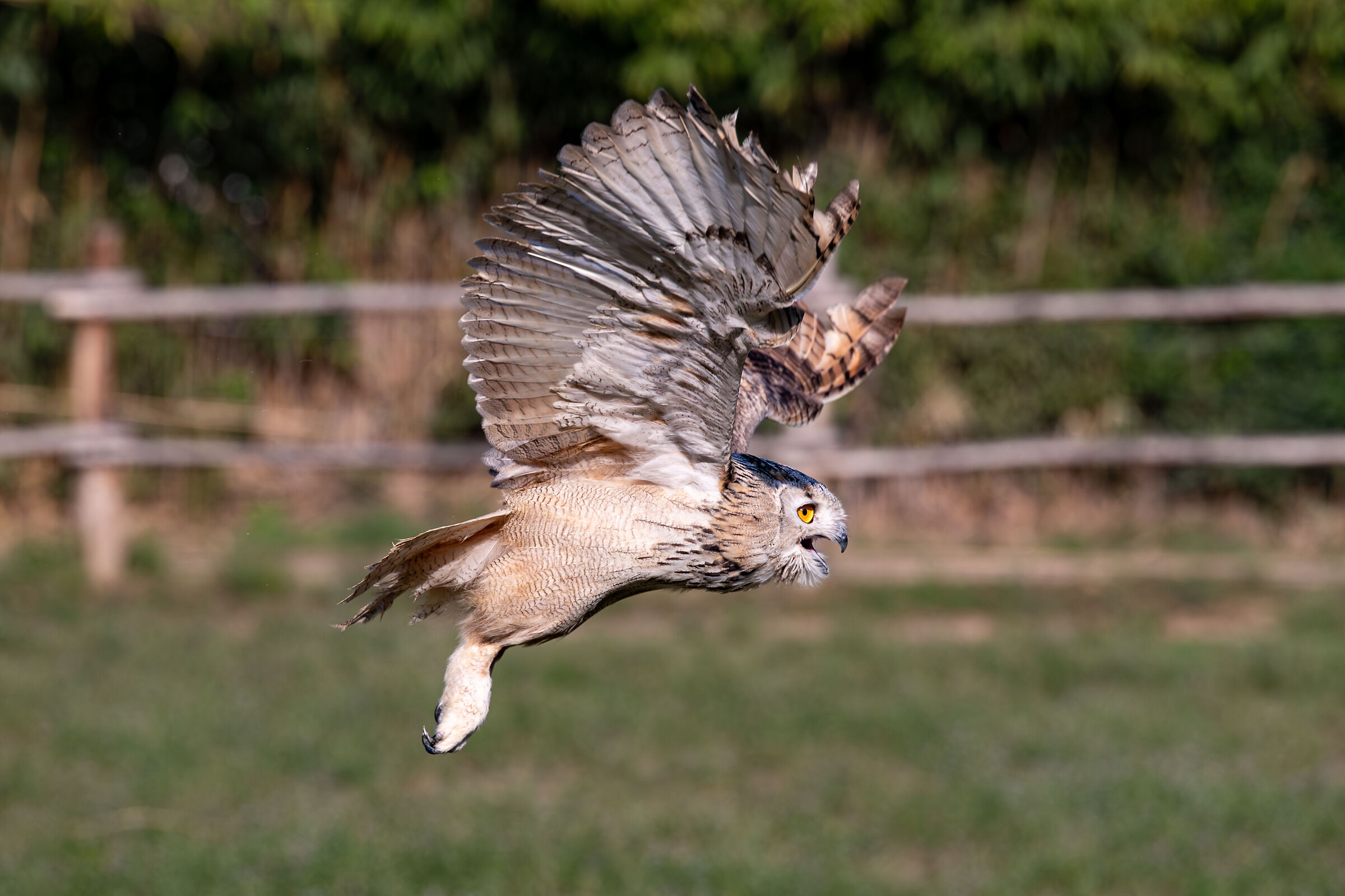 Owl