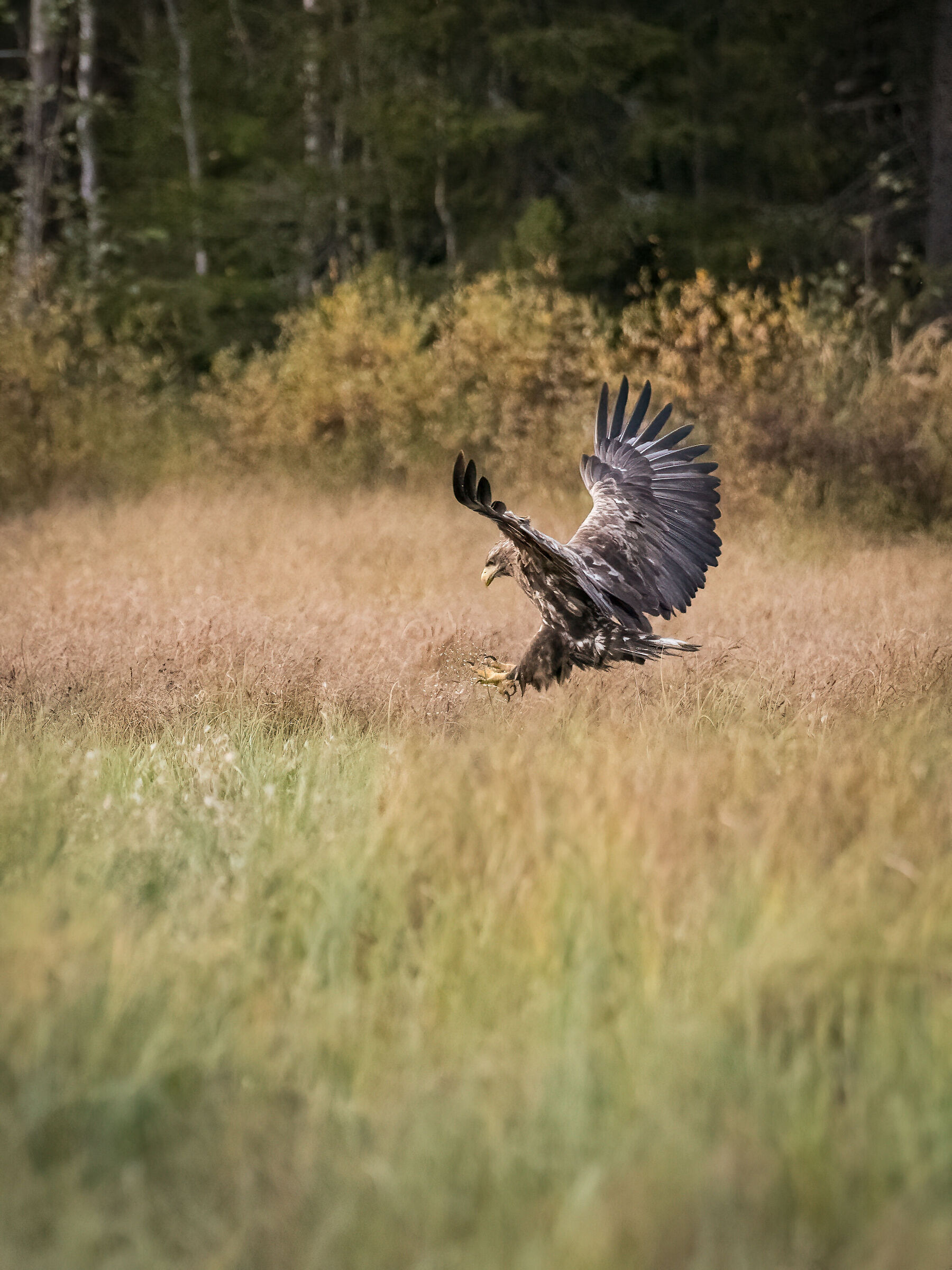 Aquila di mare coda bianca