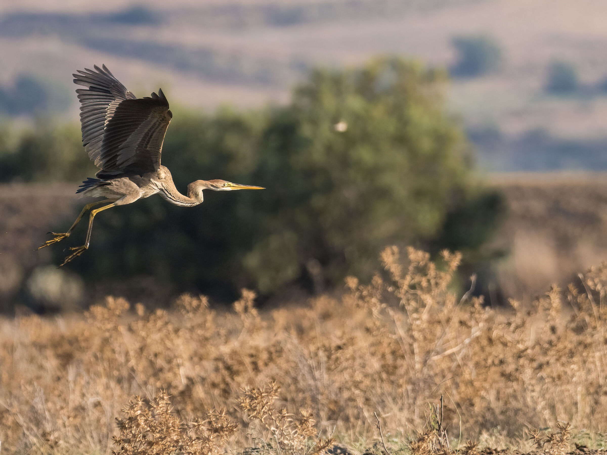 Purple heron