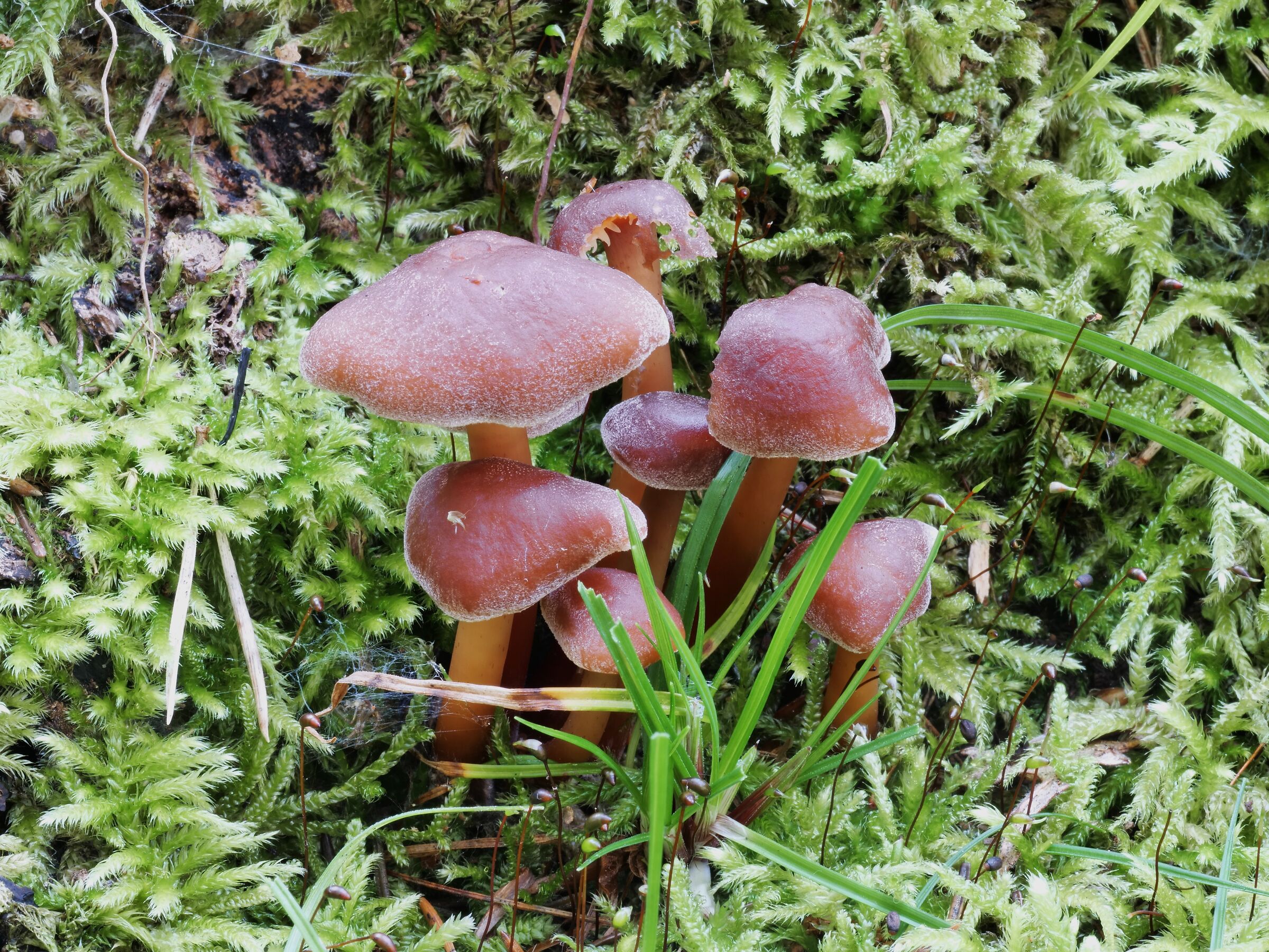 Collybia fusipes