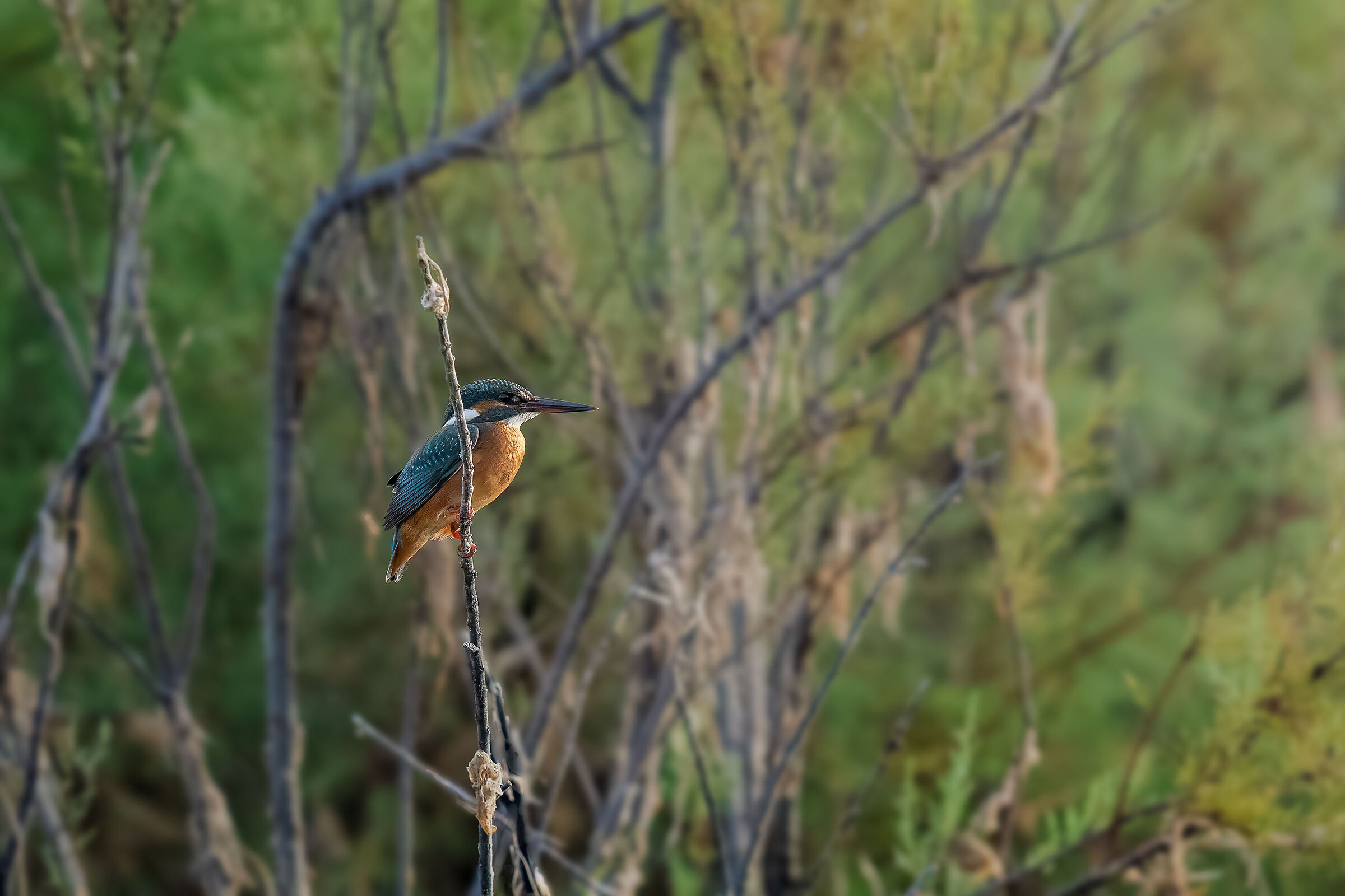 Alcedo atthis
