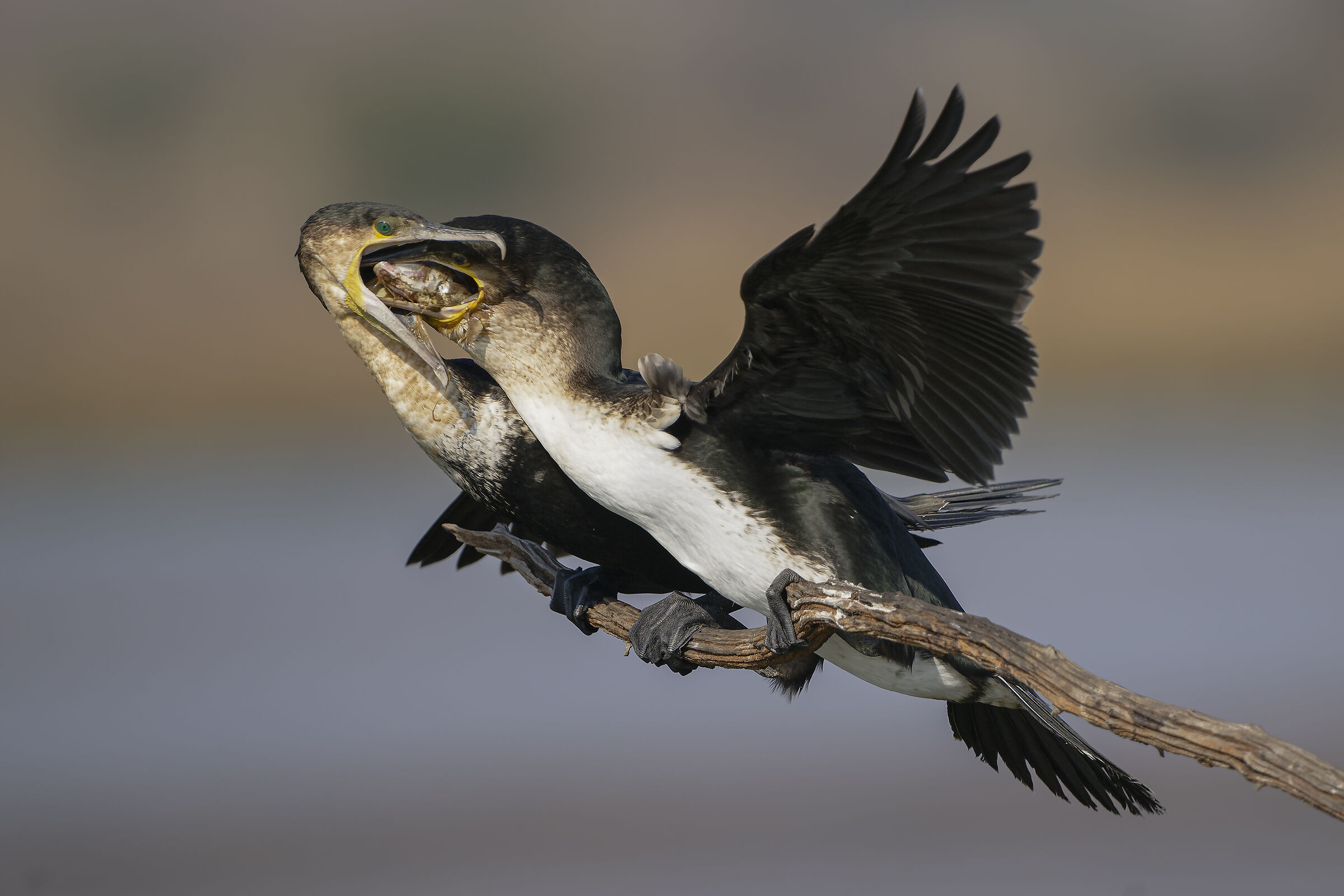 la natura fa il suo corso