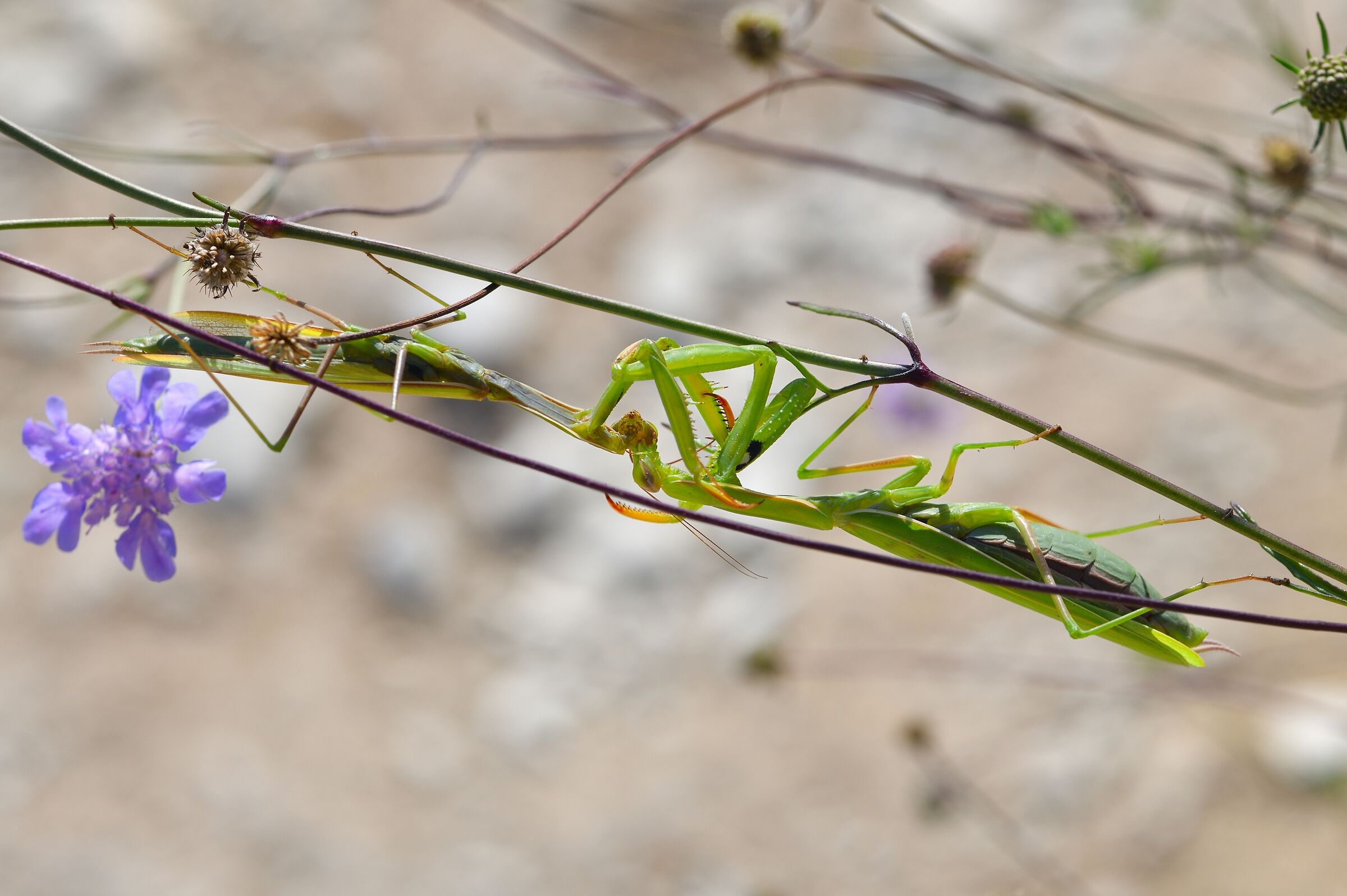 un bacio un po' aggressivo...
