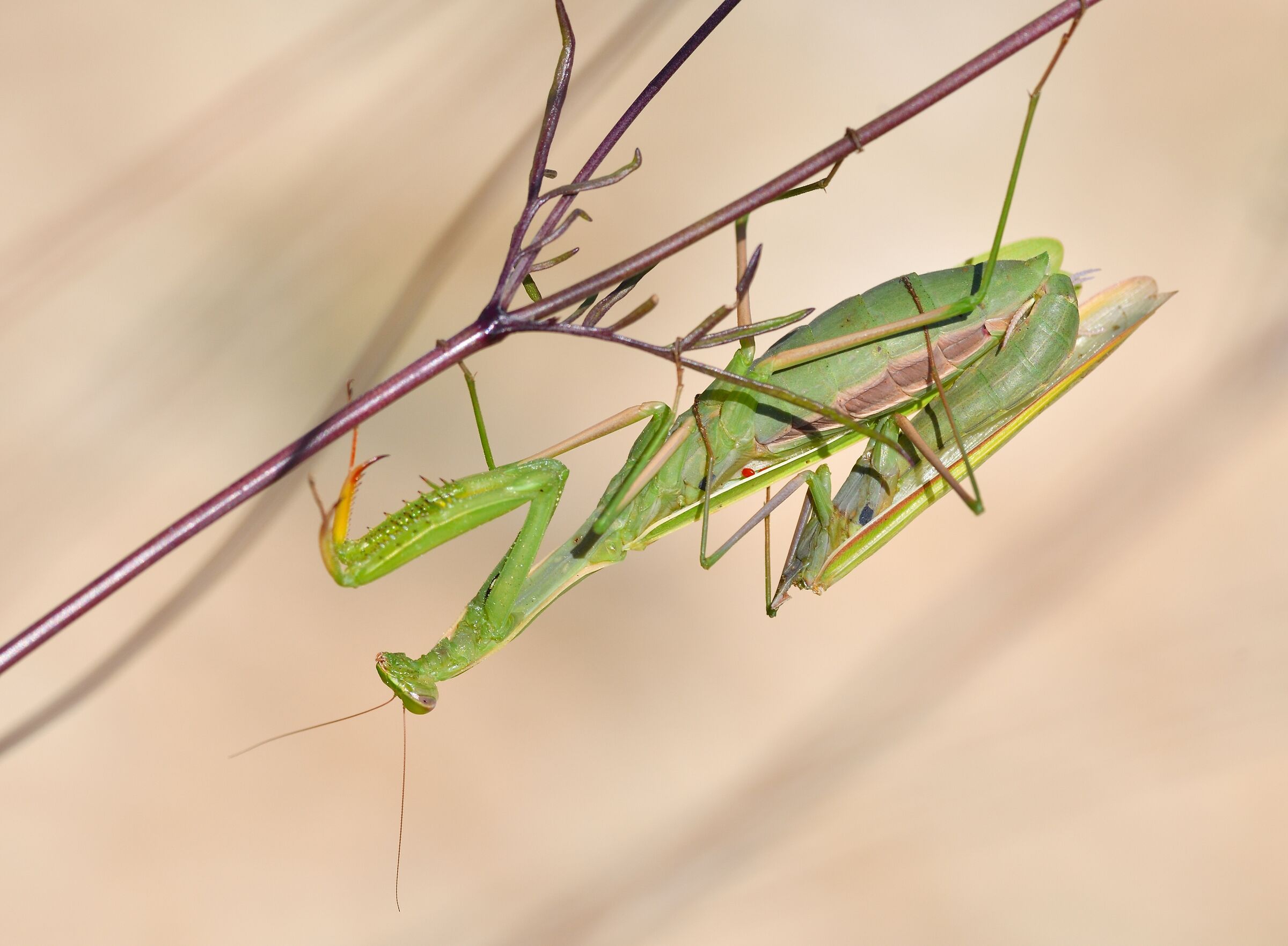 accoppiamento a meta'...