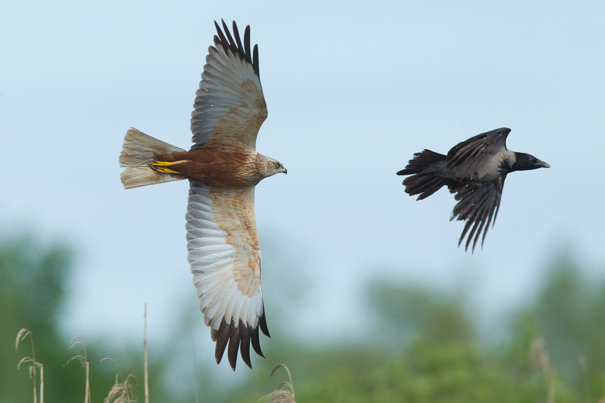 Se ti prendo..falco di palude rincorre cornacchia