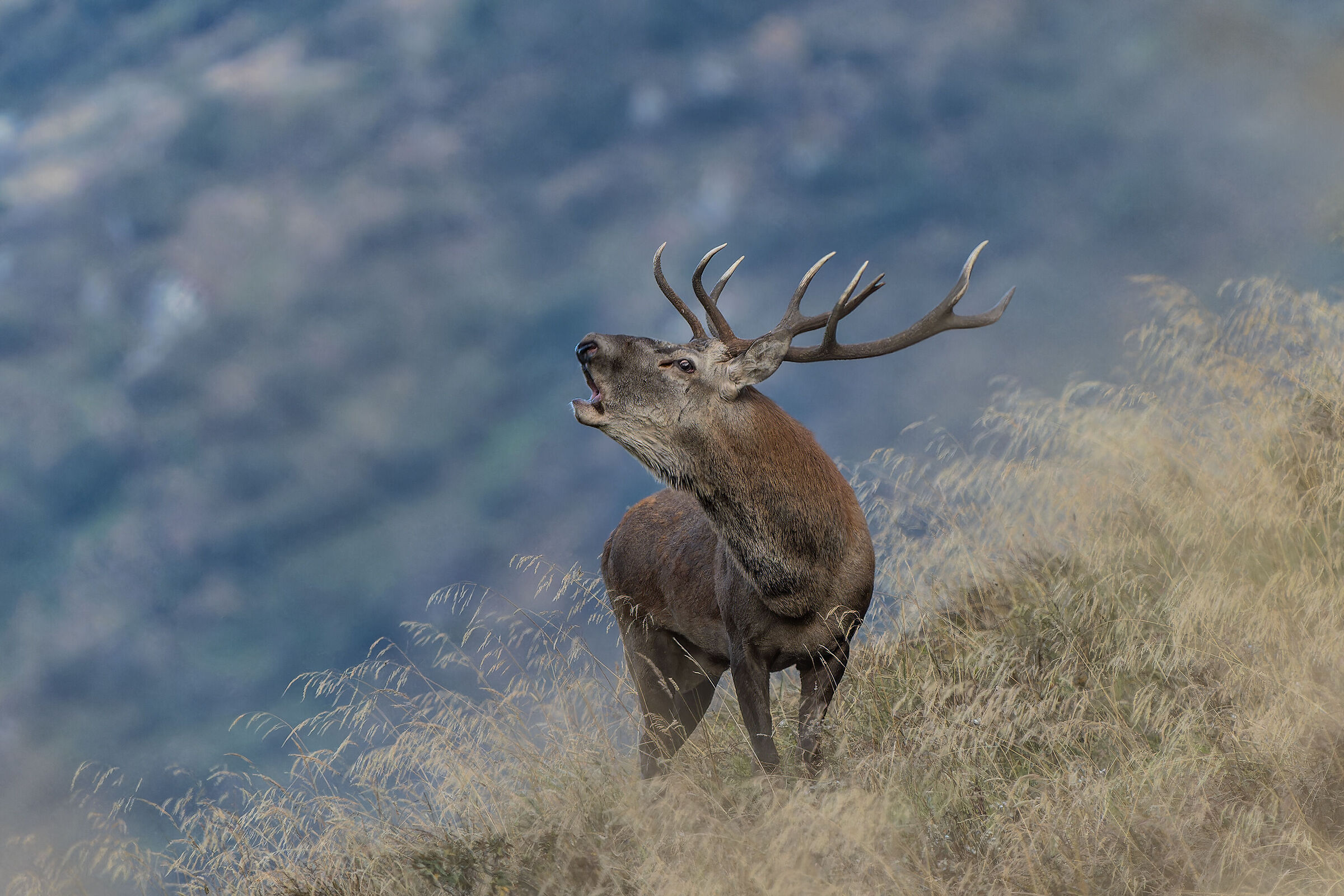 Deer Carnic Alps 2023