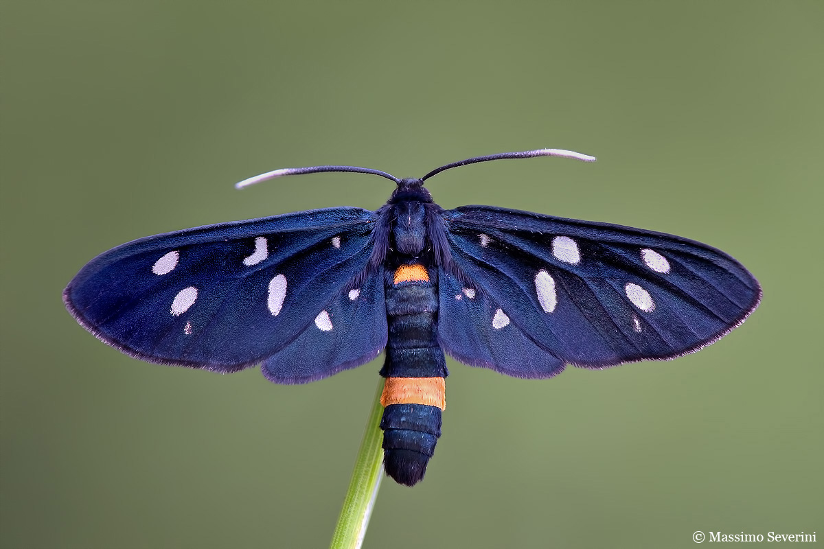 Dusted One of the first macro shots.