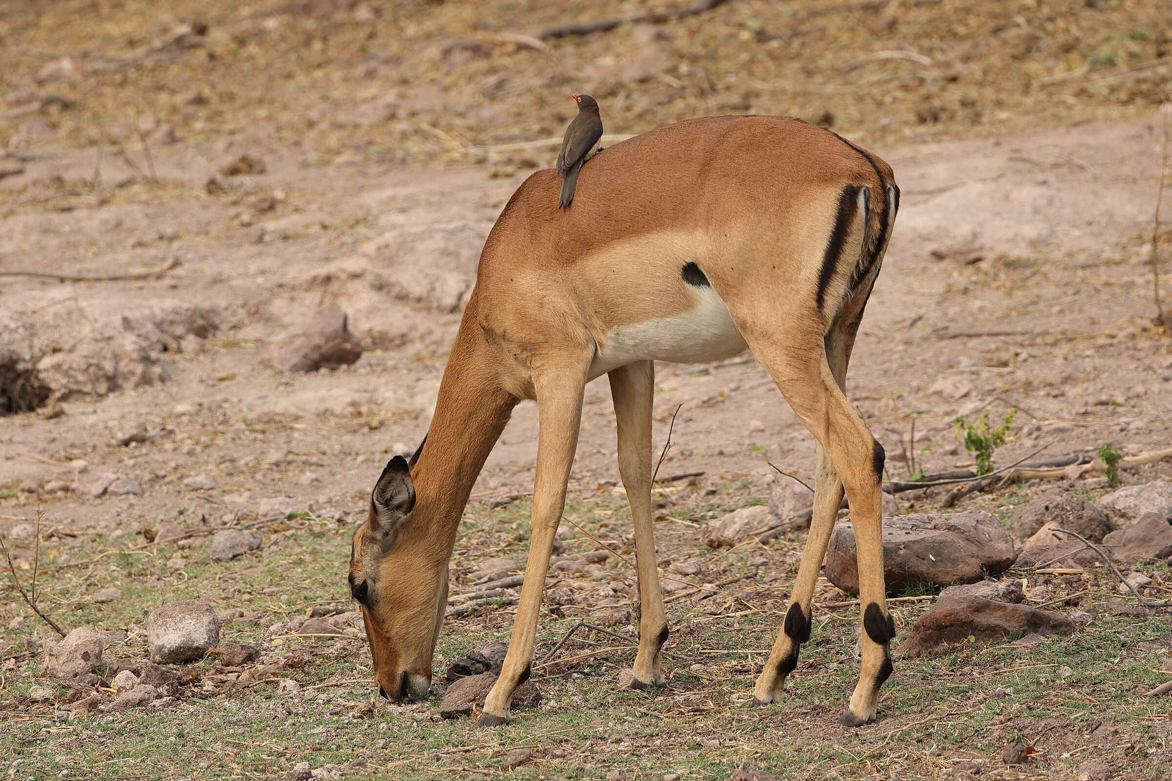 Botswana - Impala e addetto all'eliminazione parassiti