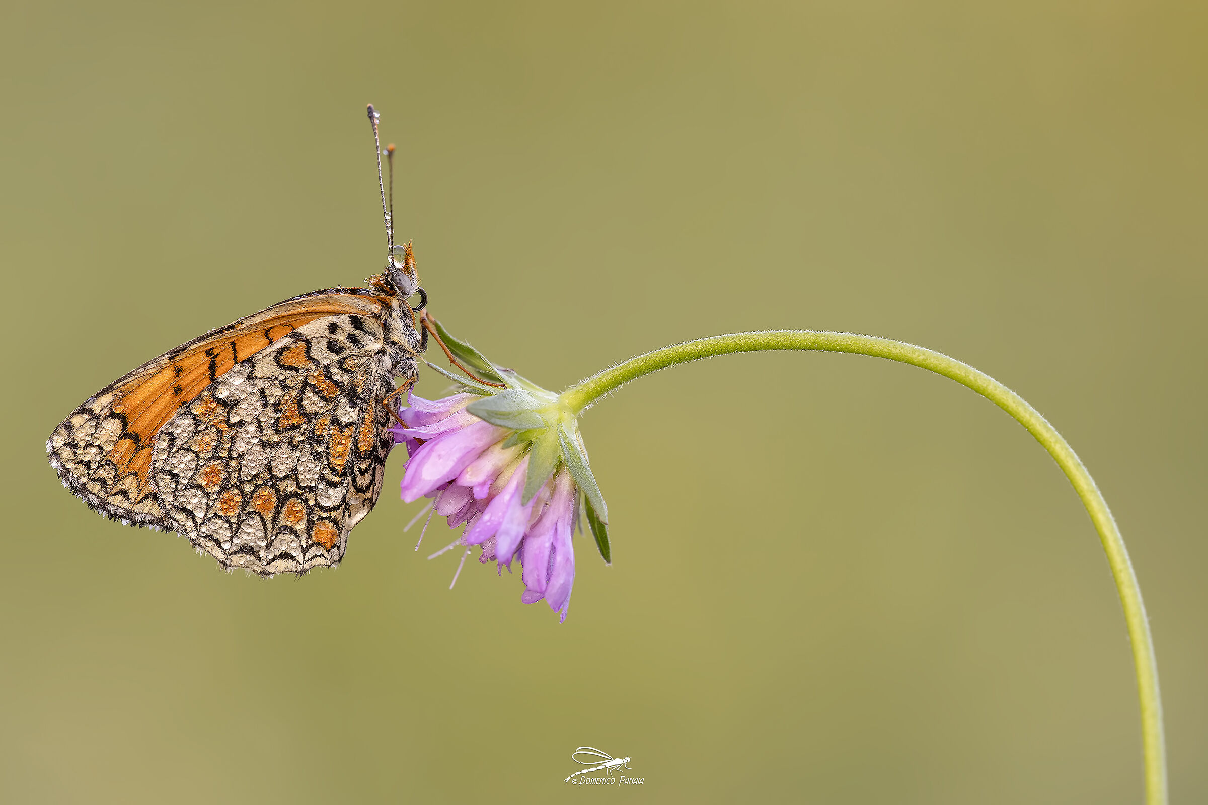 Melitaea Phoebe