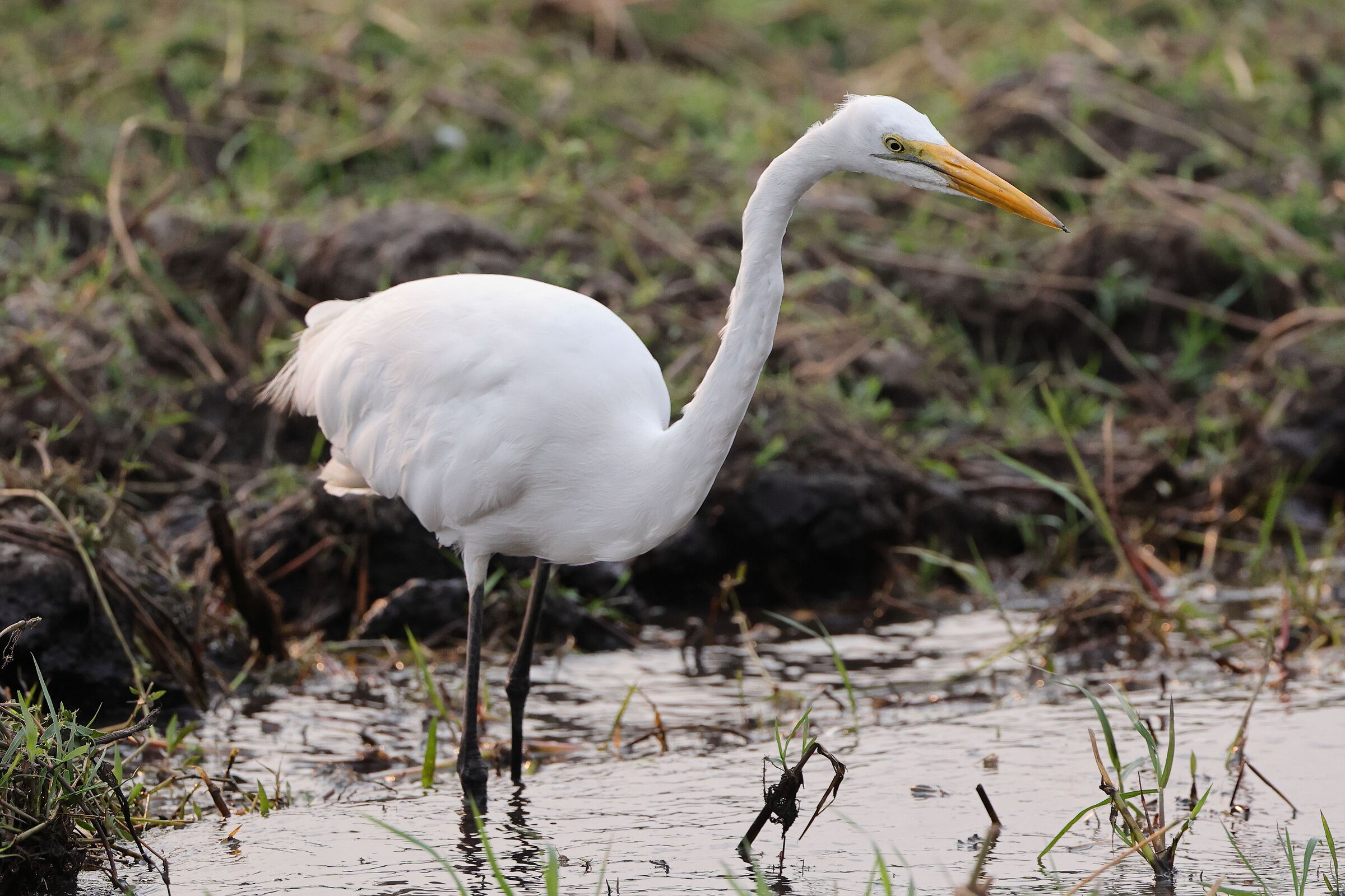 Botswana - Airone bianco