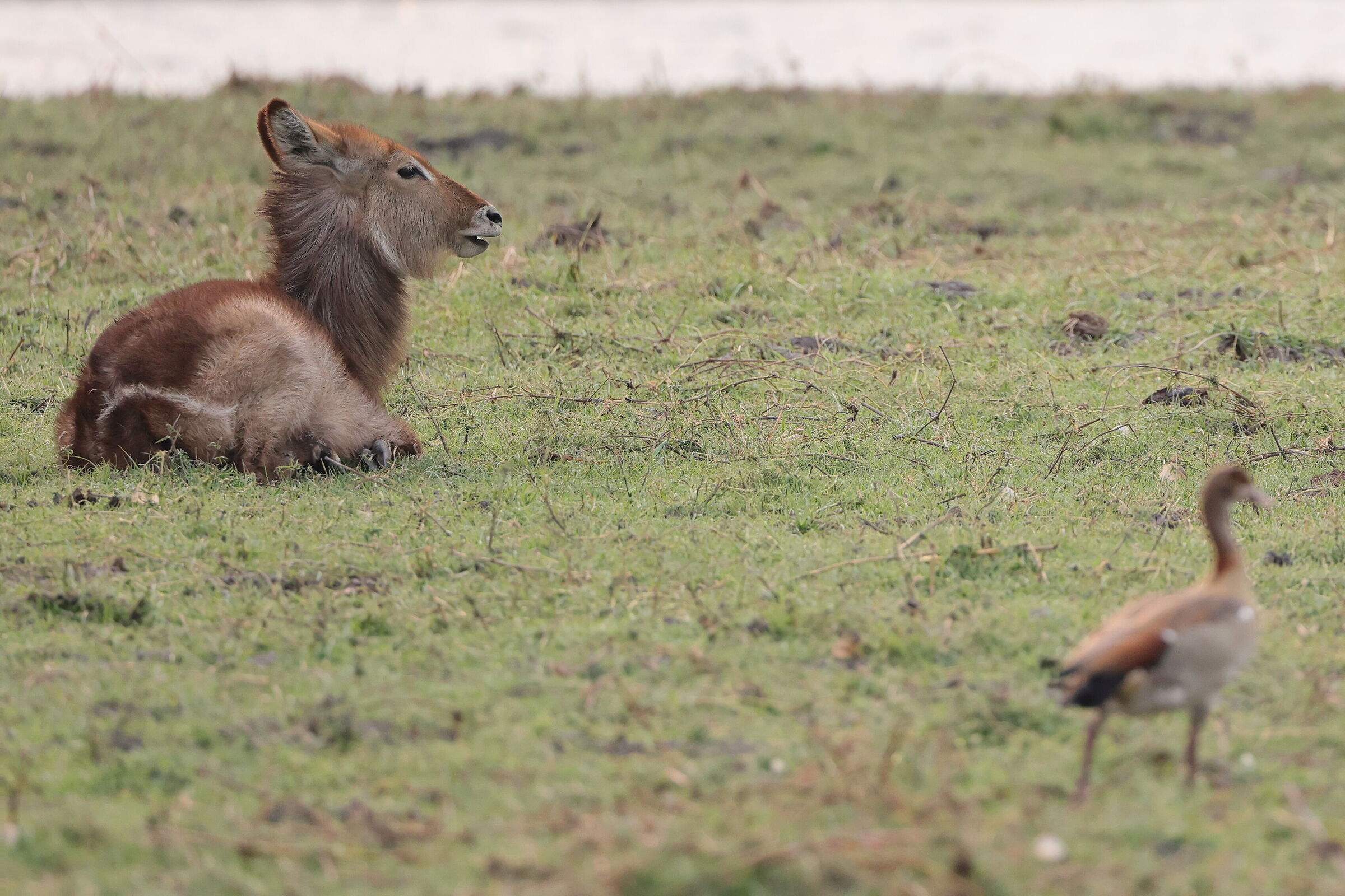 Botswana - giovane antilope d'acqua