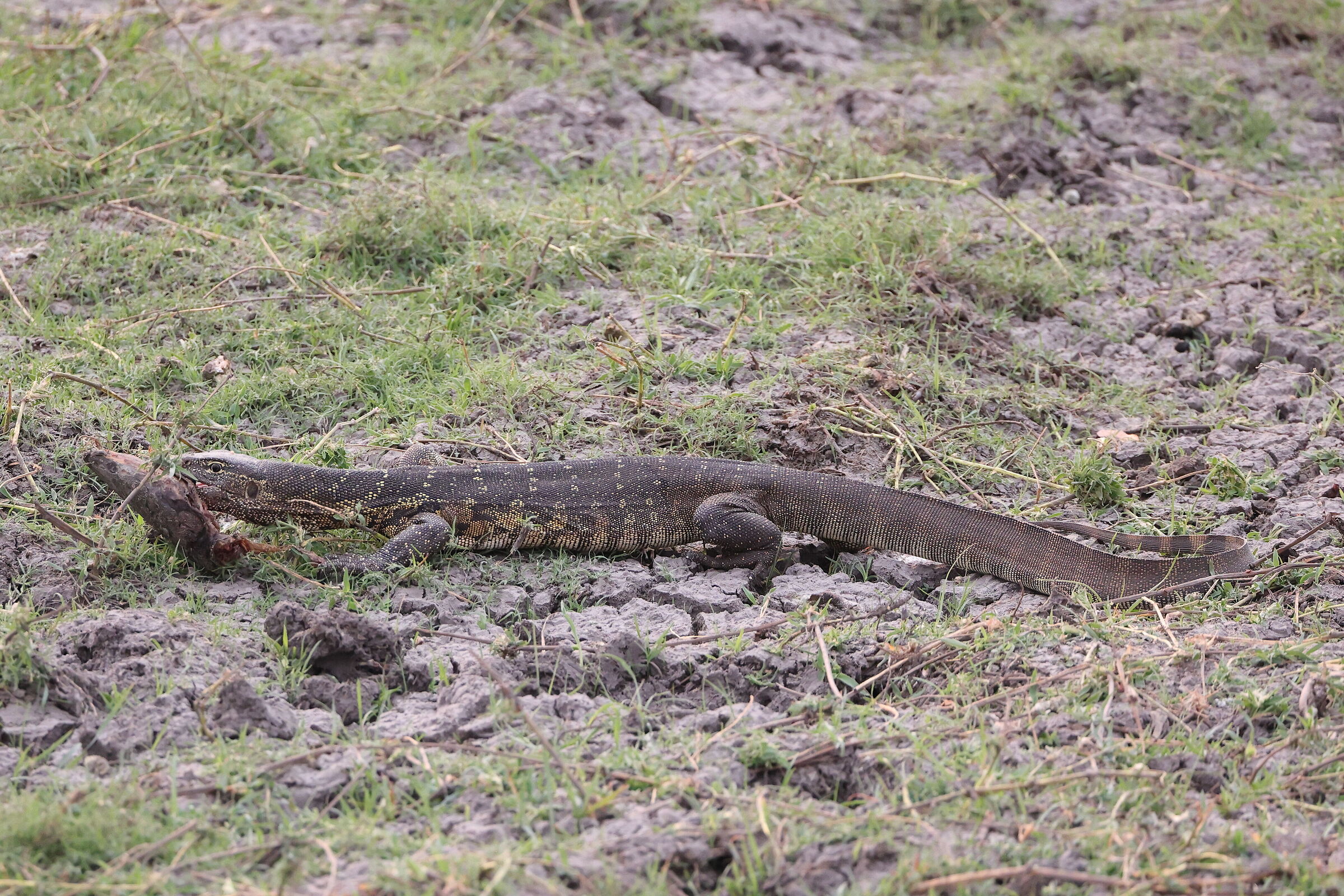 Botswana - Varano con testa di pesce