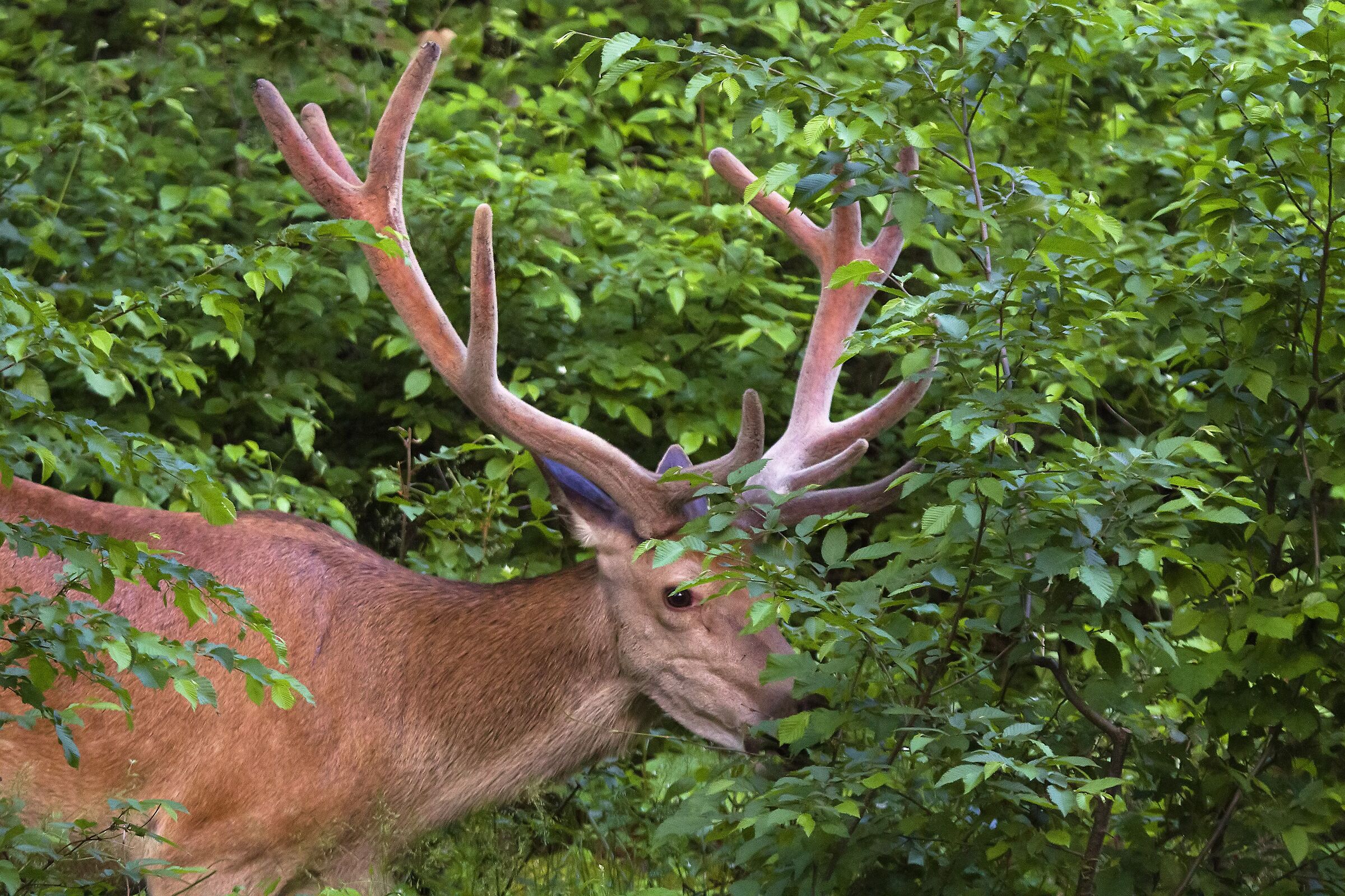 Cervo Abruzzo National Park