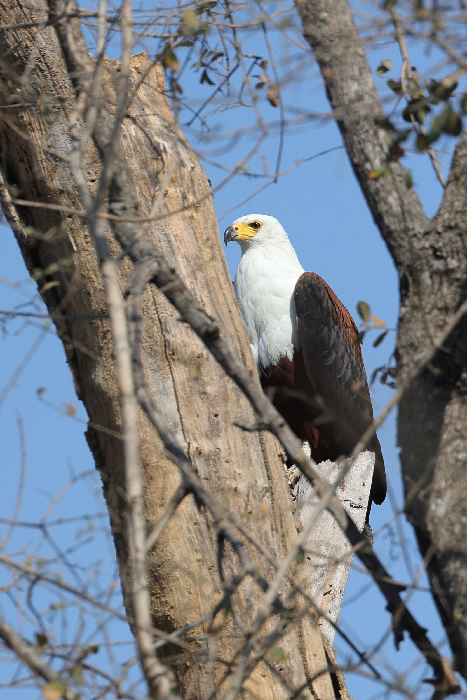 Botswana - Aquila urlatrice (African fish-eagle)