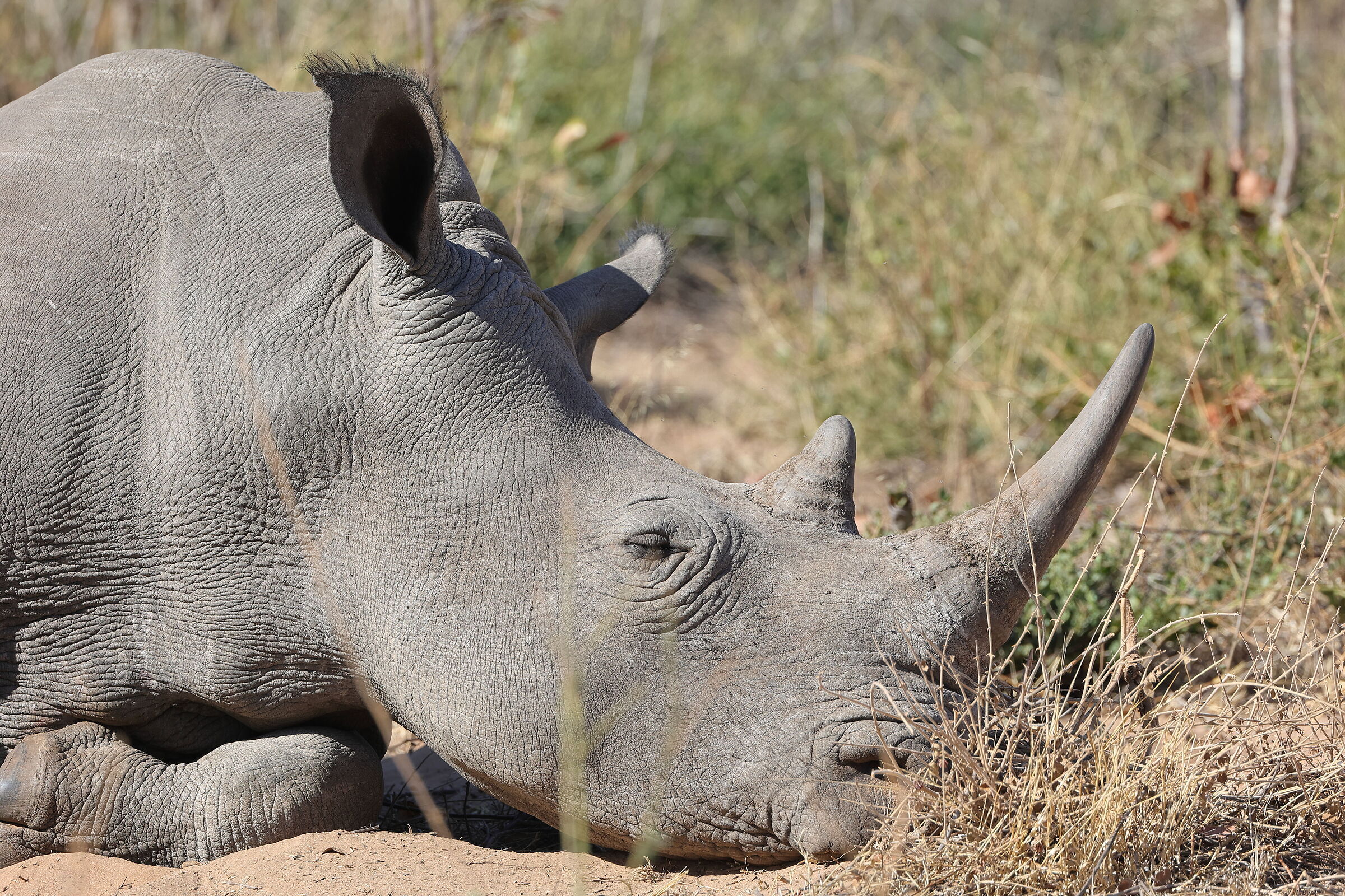Botswana - rinoceronte in primo piano