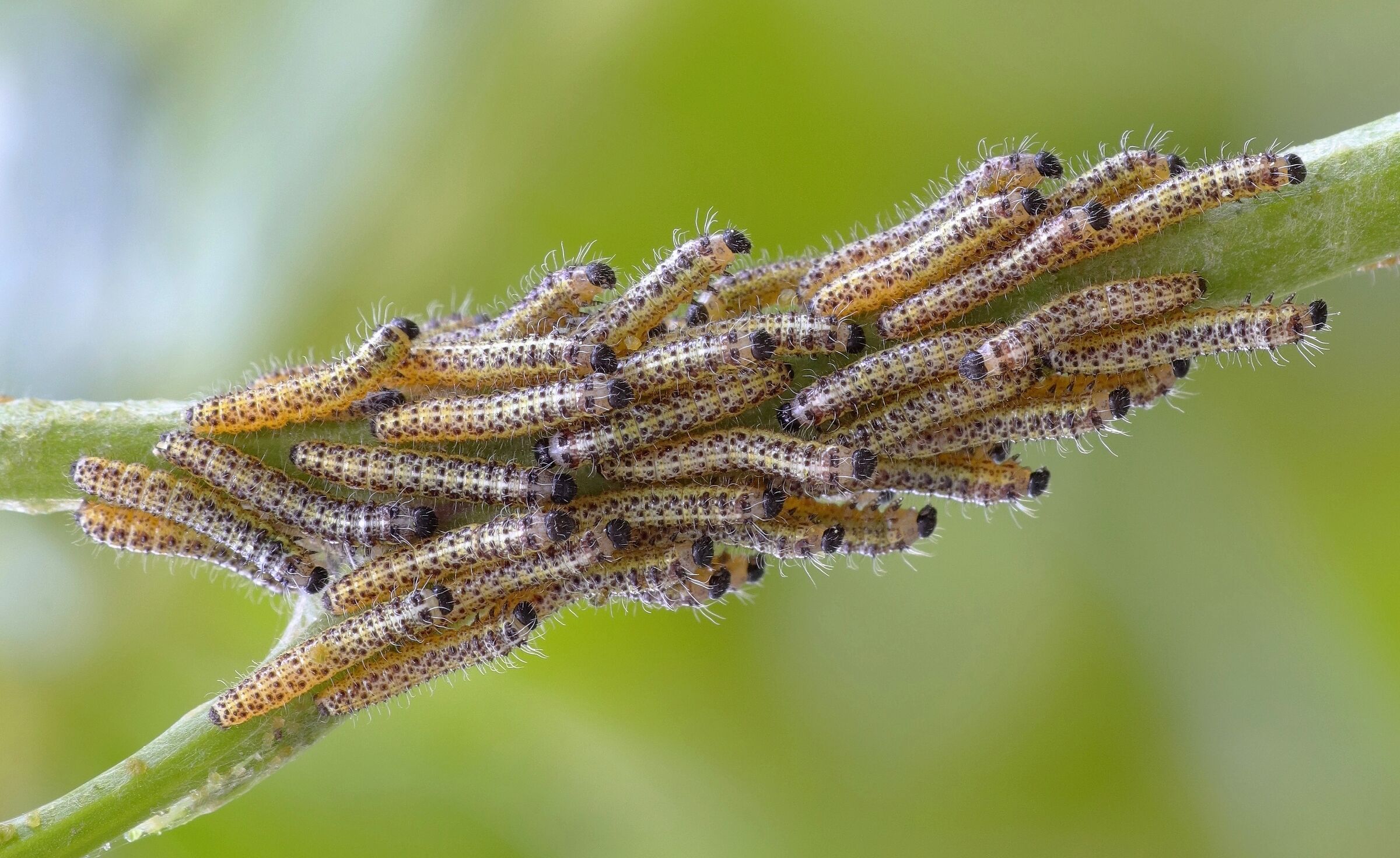 Many caterpillars