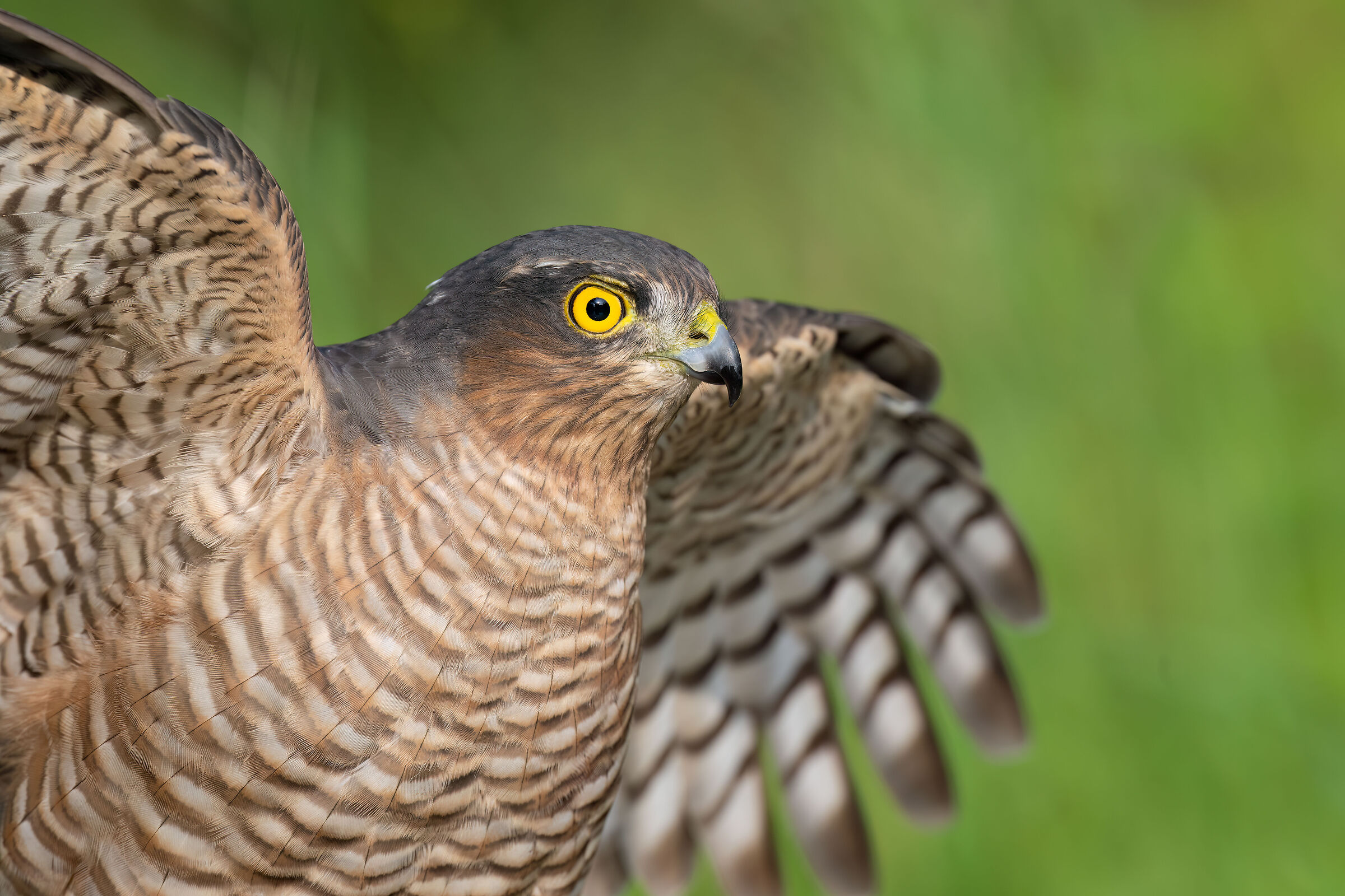 Sparrowhawk