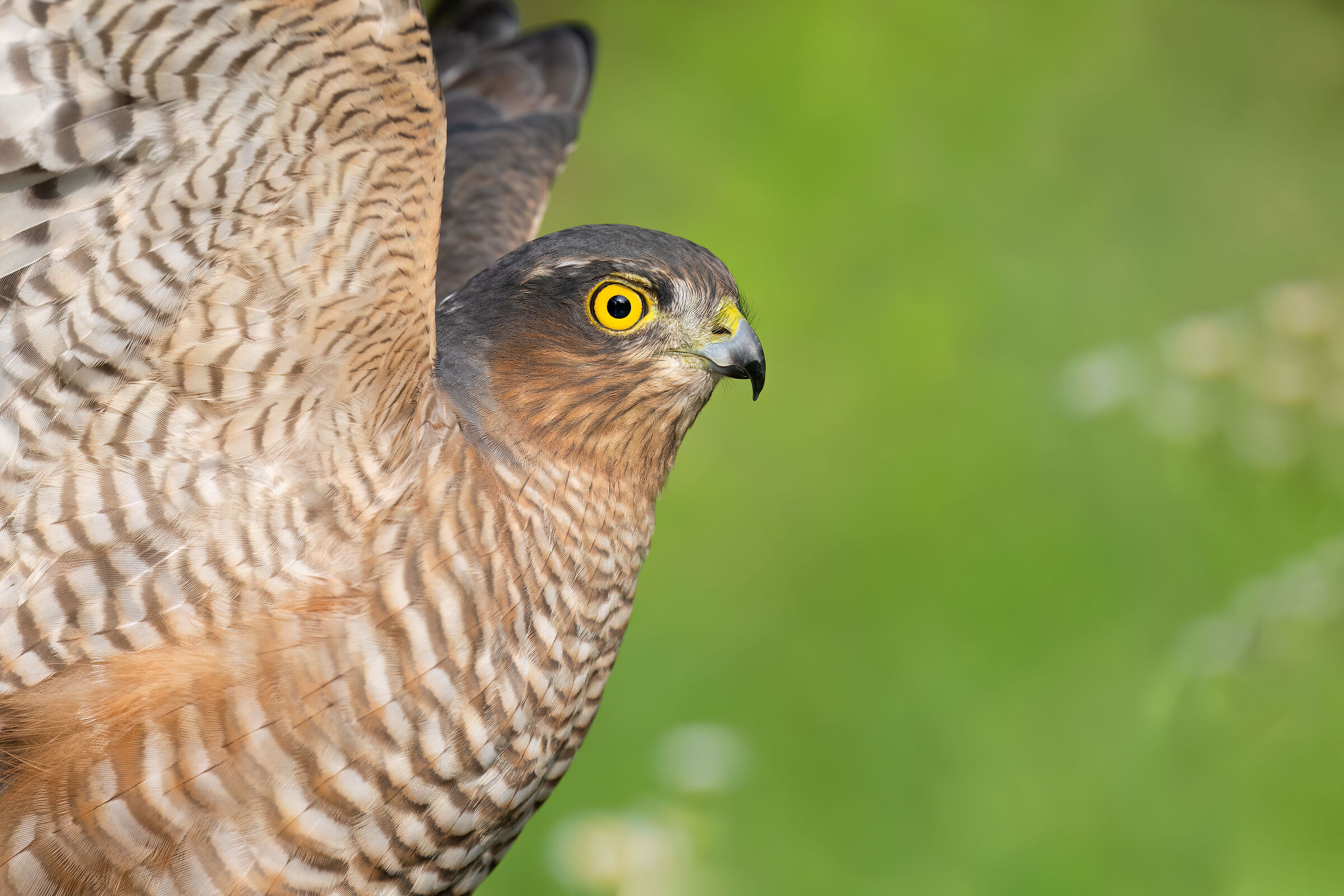 Sparrowhawk