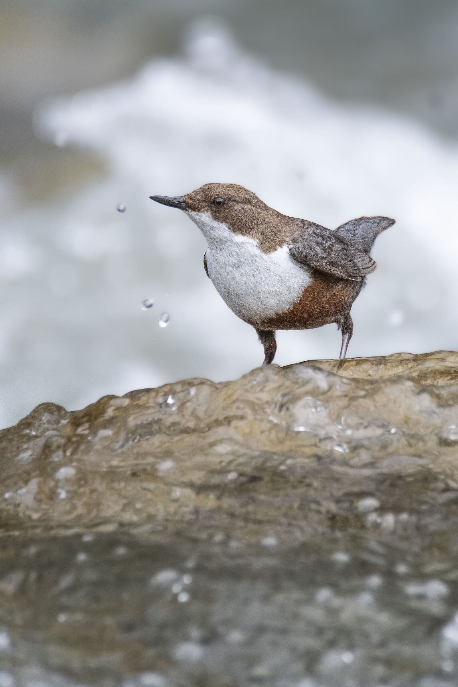 White-throated dipper