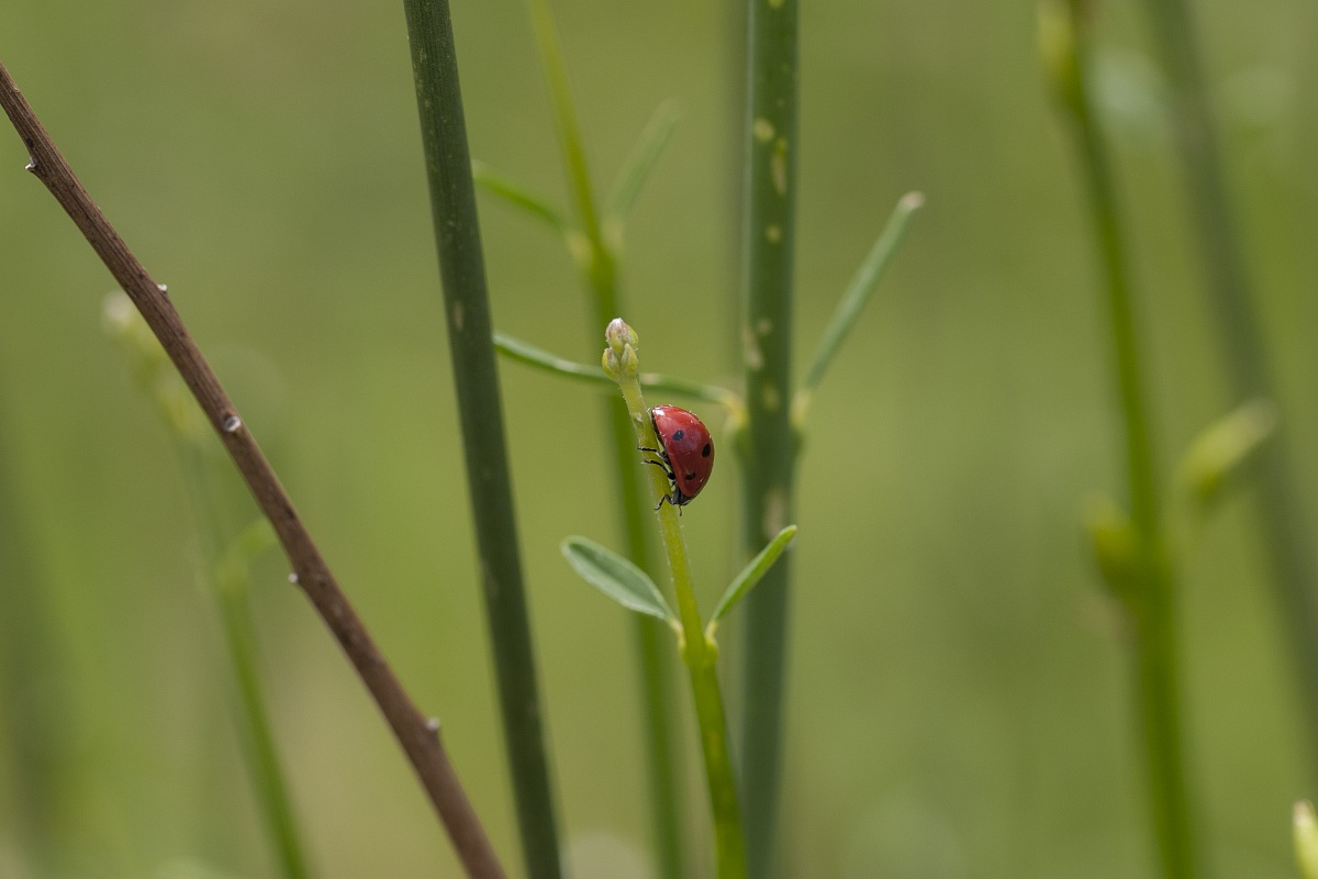 Red dot in the green field