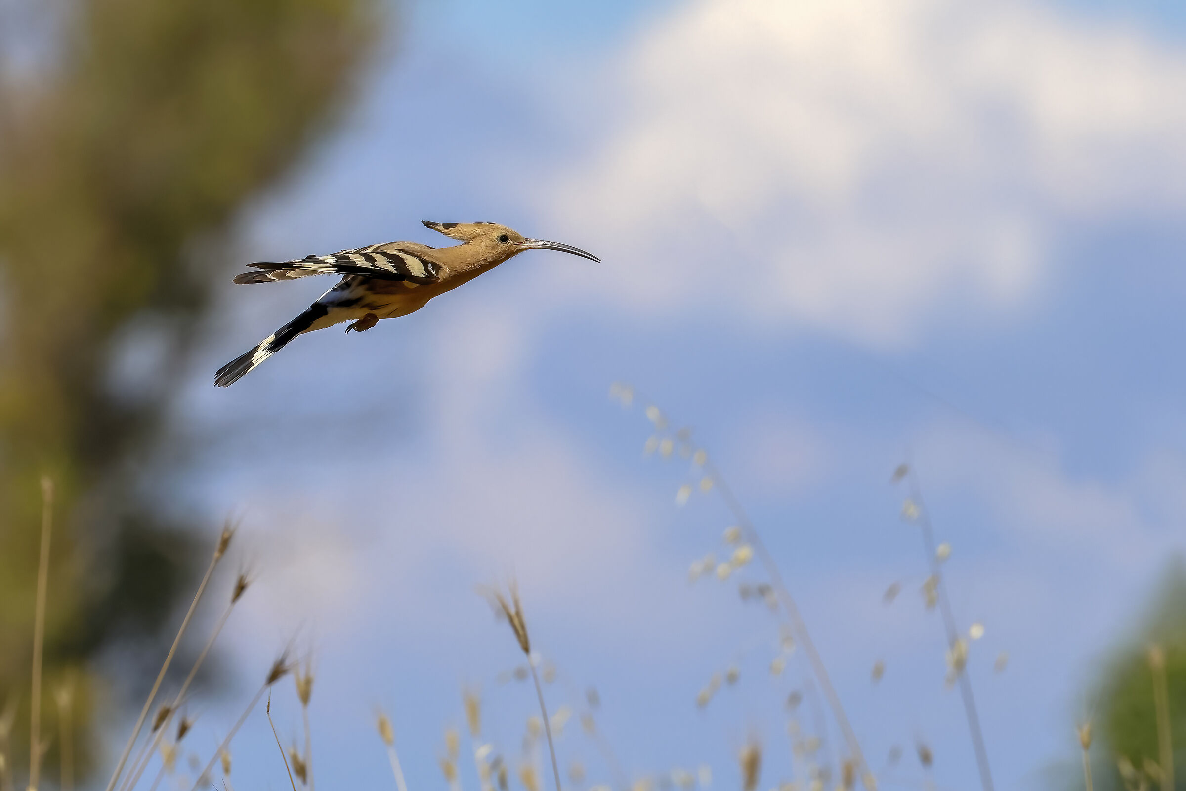 Volo radente...