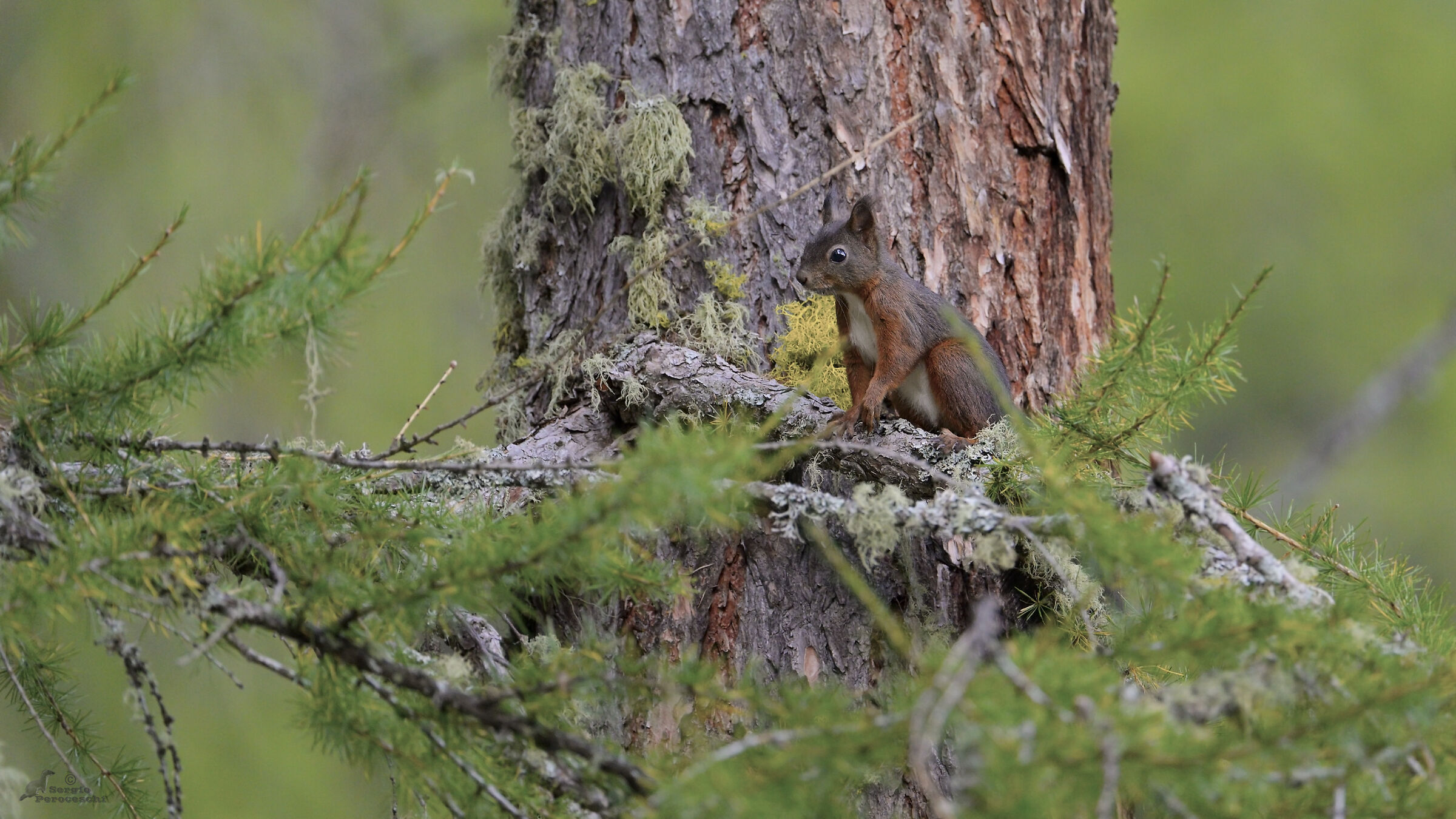 Squirrel and first hints of autumn