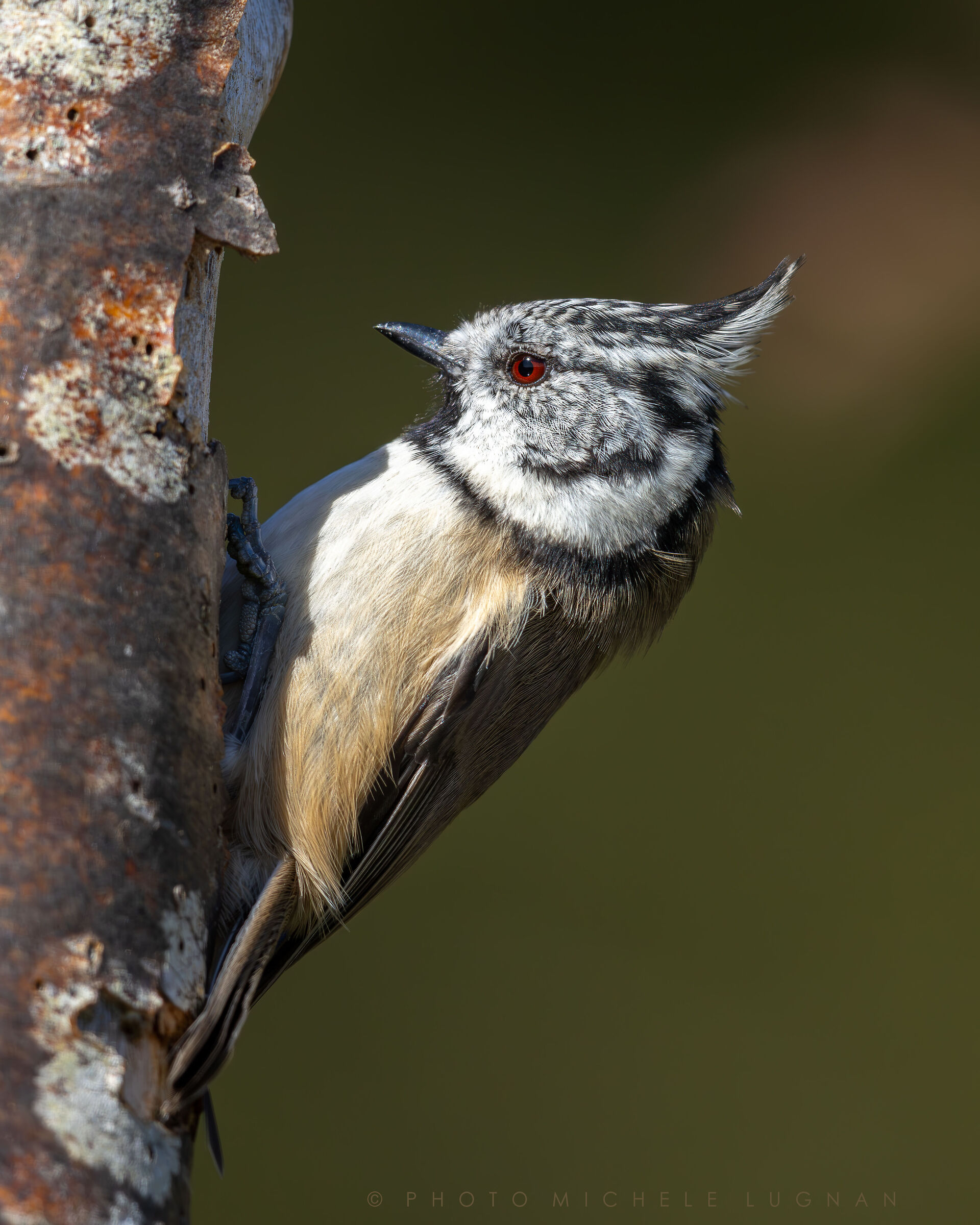 Lophophanes cristatus