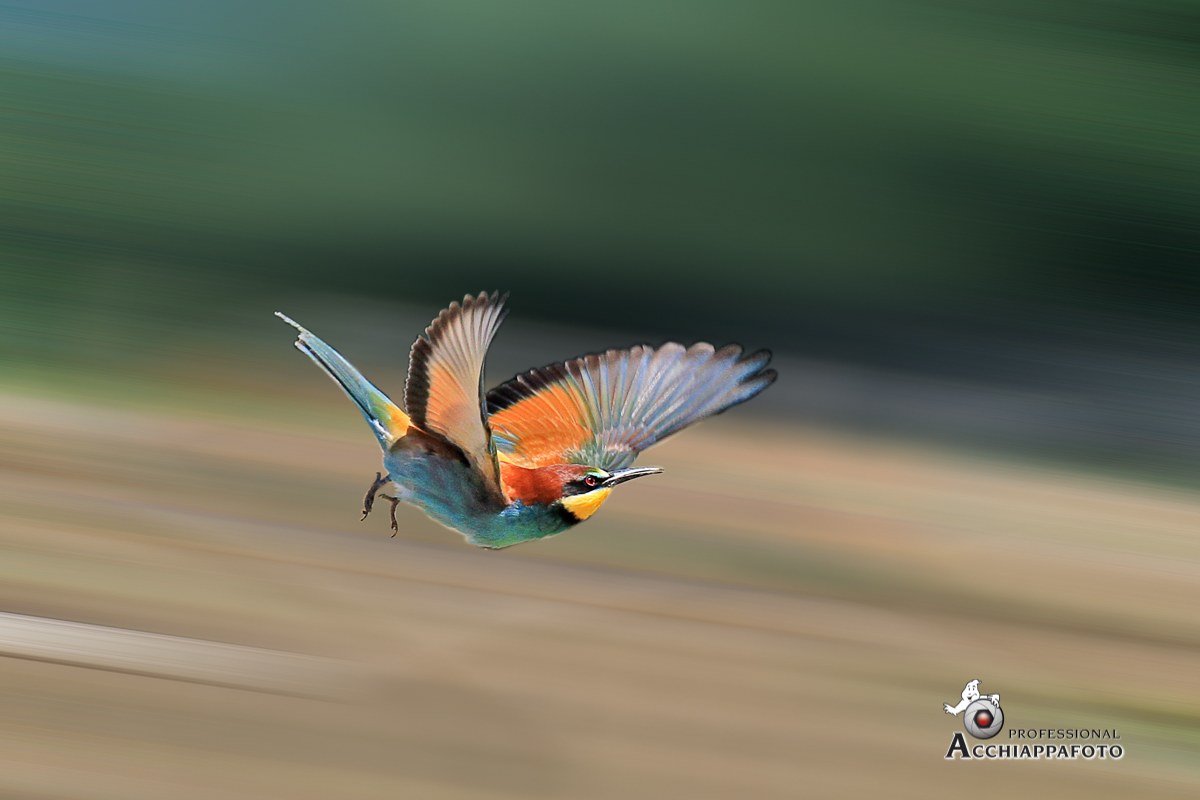 Bee-eater in flight 1
