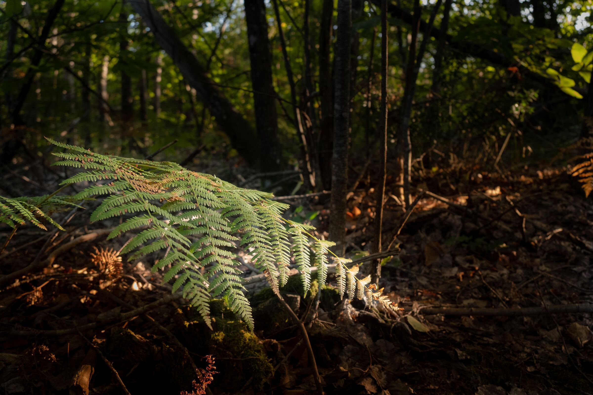 The beauty of nature