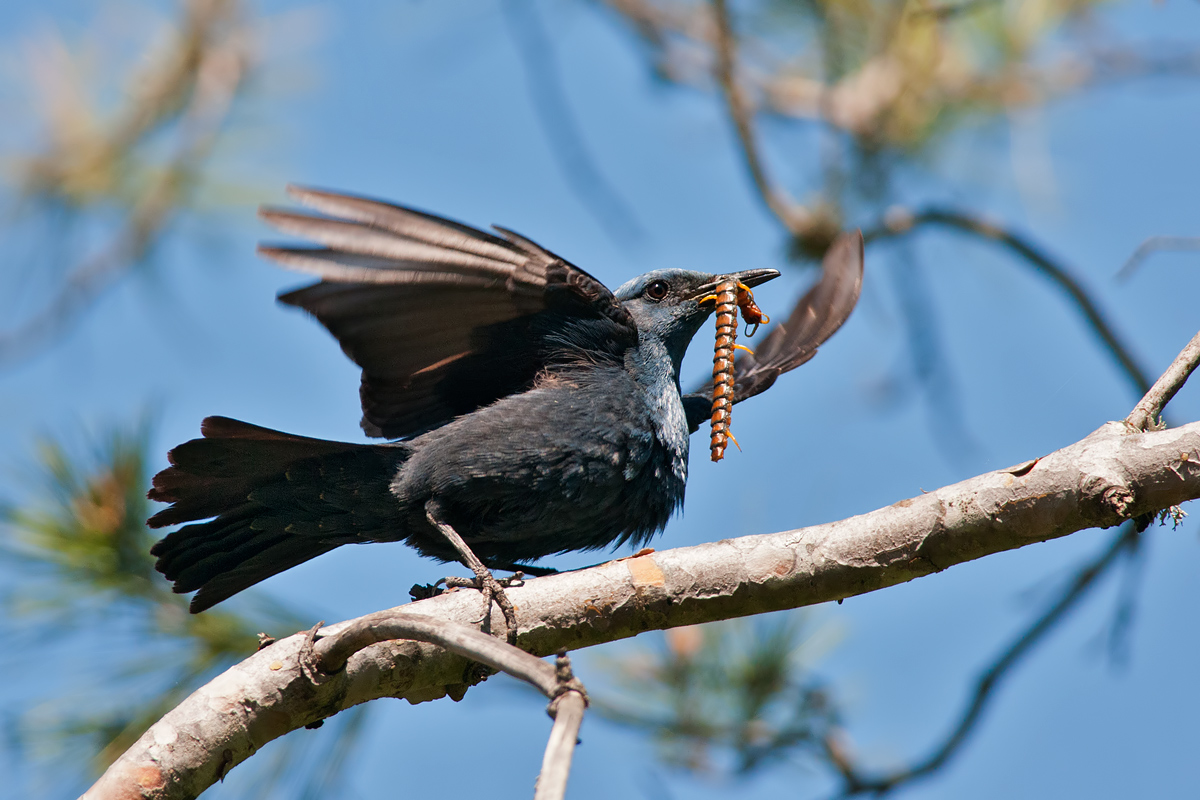 Passero solitario (Monticola solitarius)