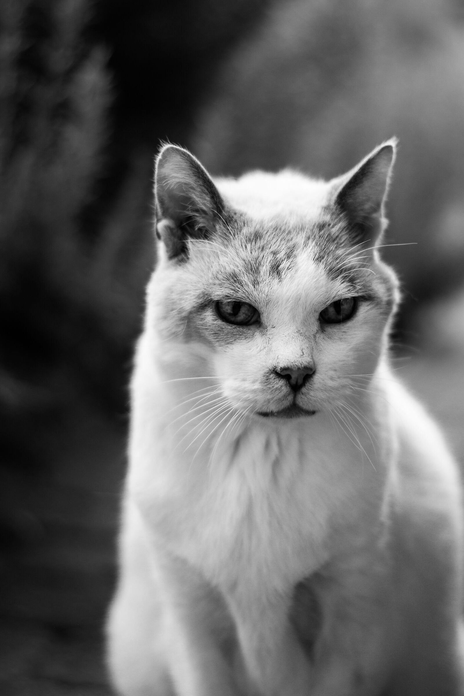 Emma in black and white