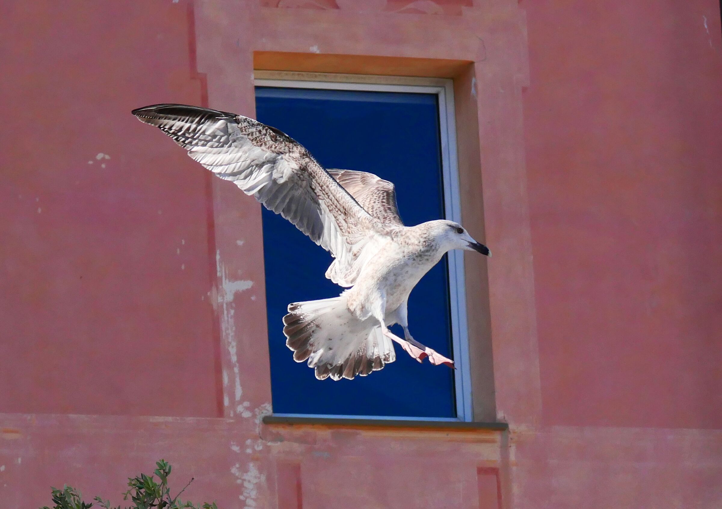 Seagull landing