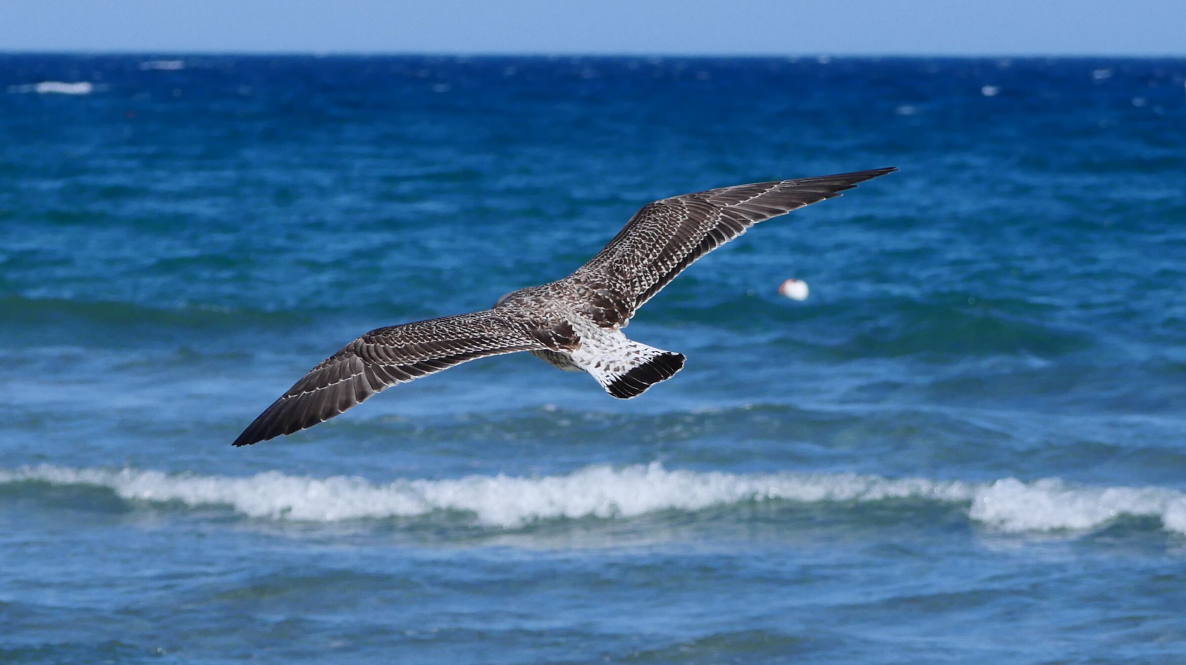 Spread your wings and fly away