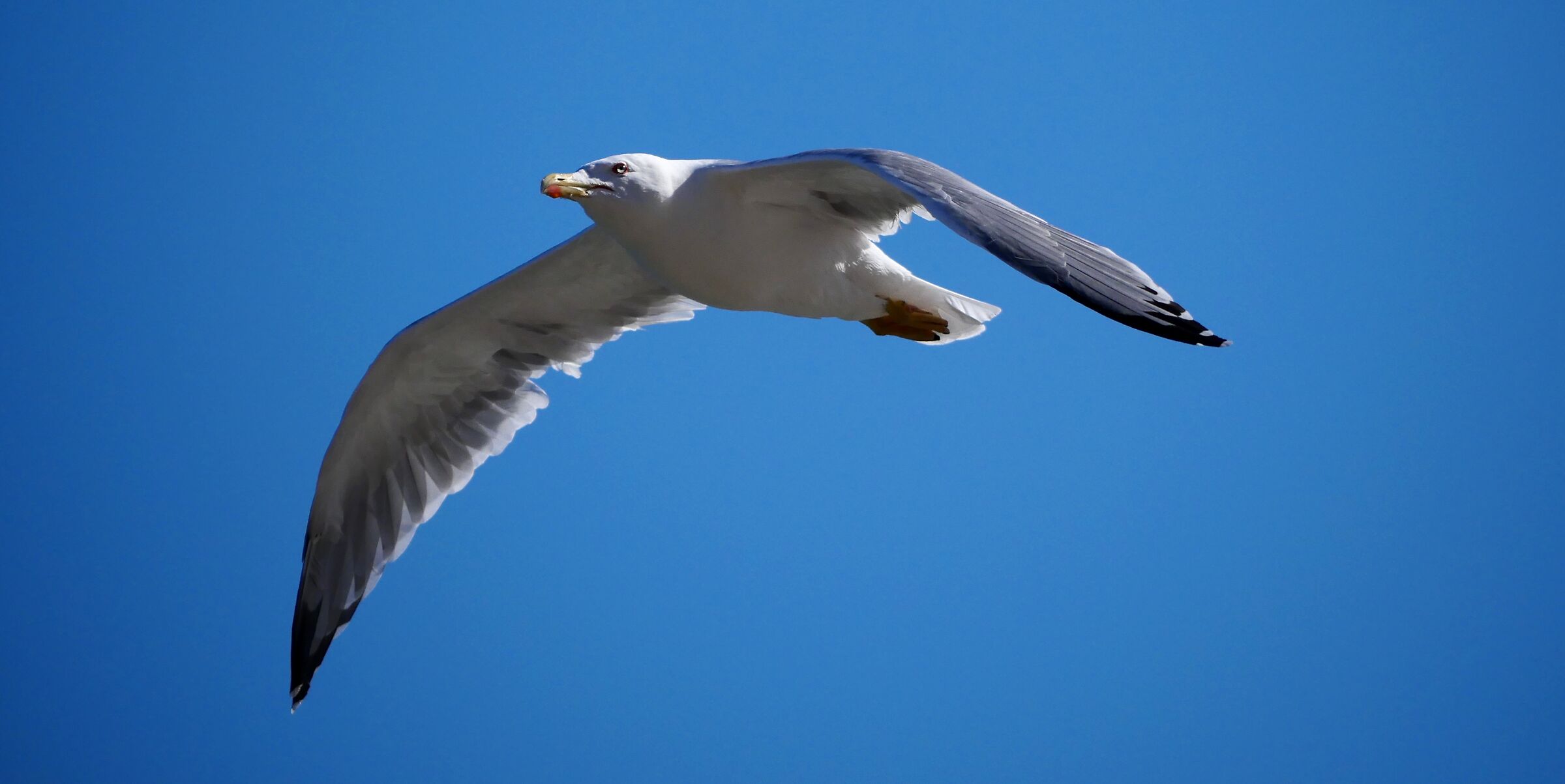 Seagull's flight