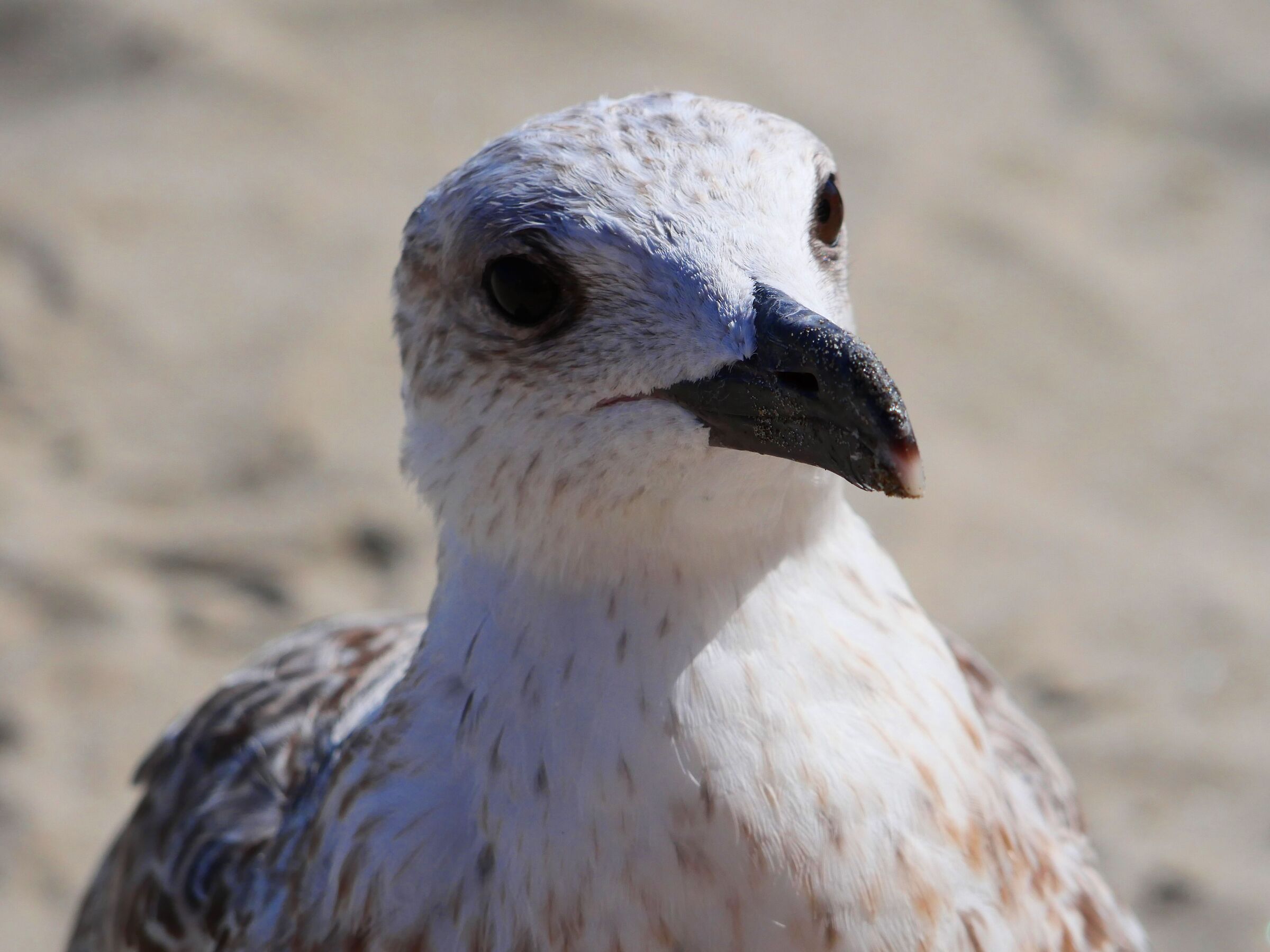 It's just a close-up