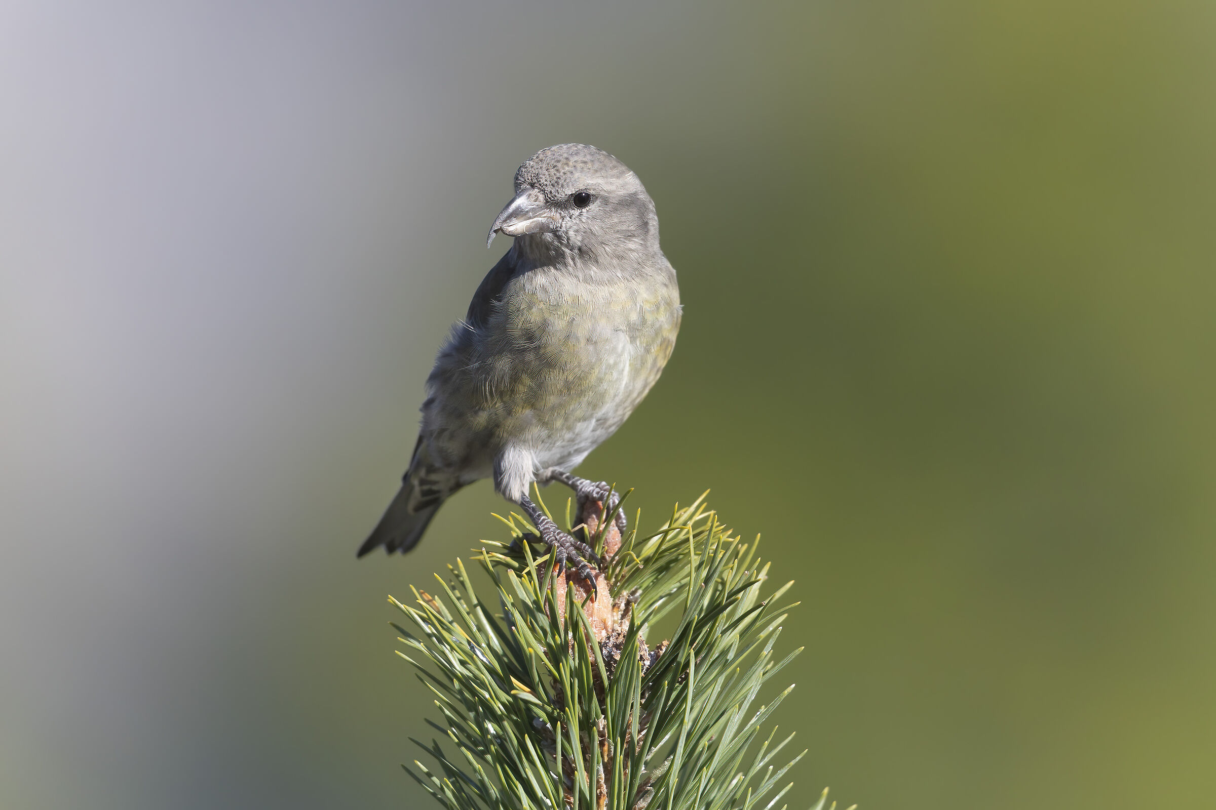 crociere tono su tono